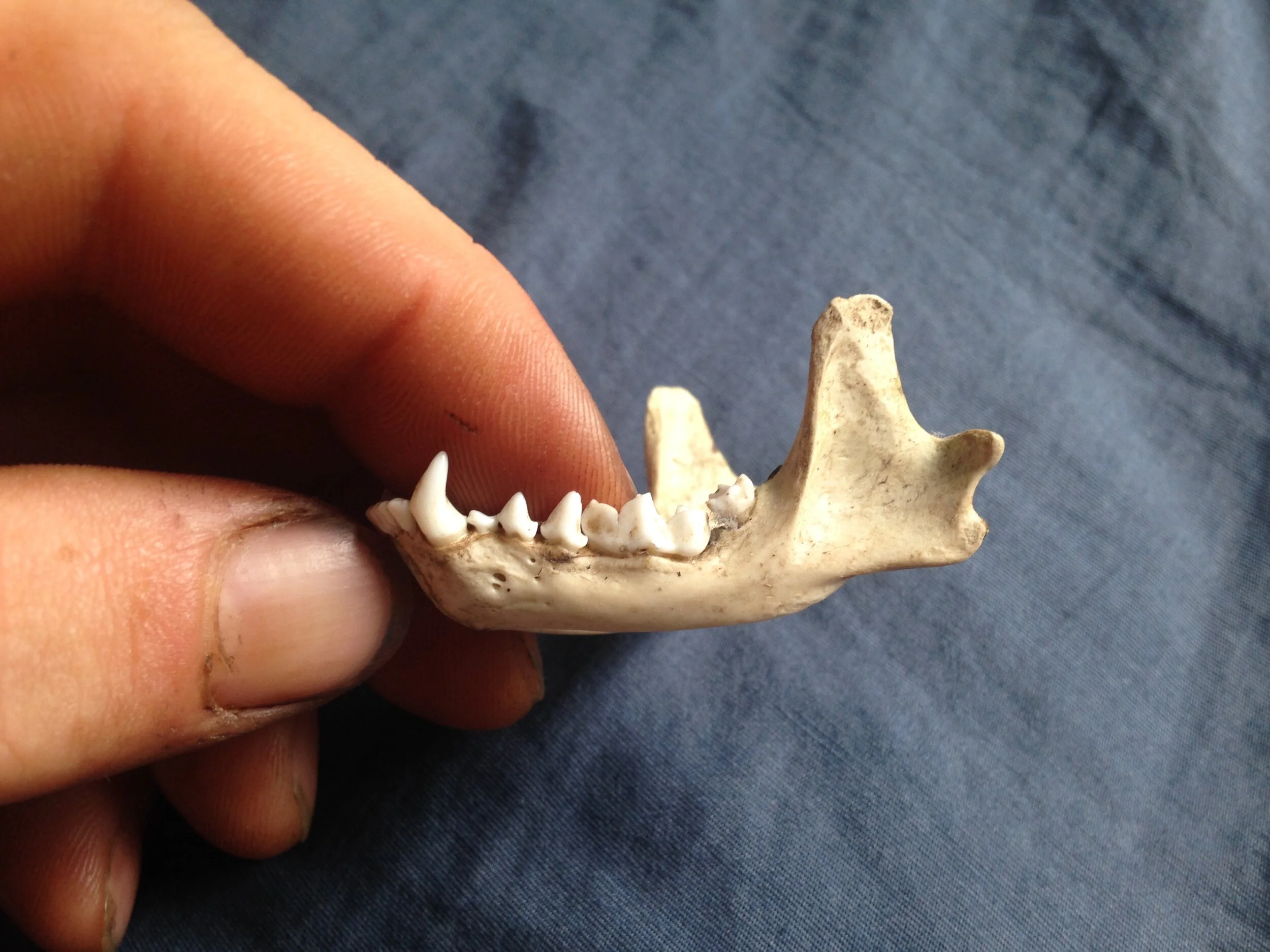 Striped Skunk mandible