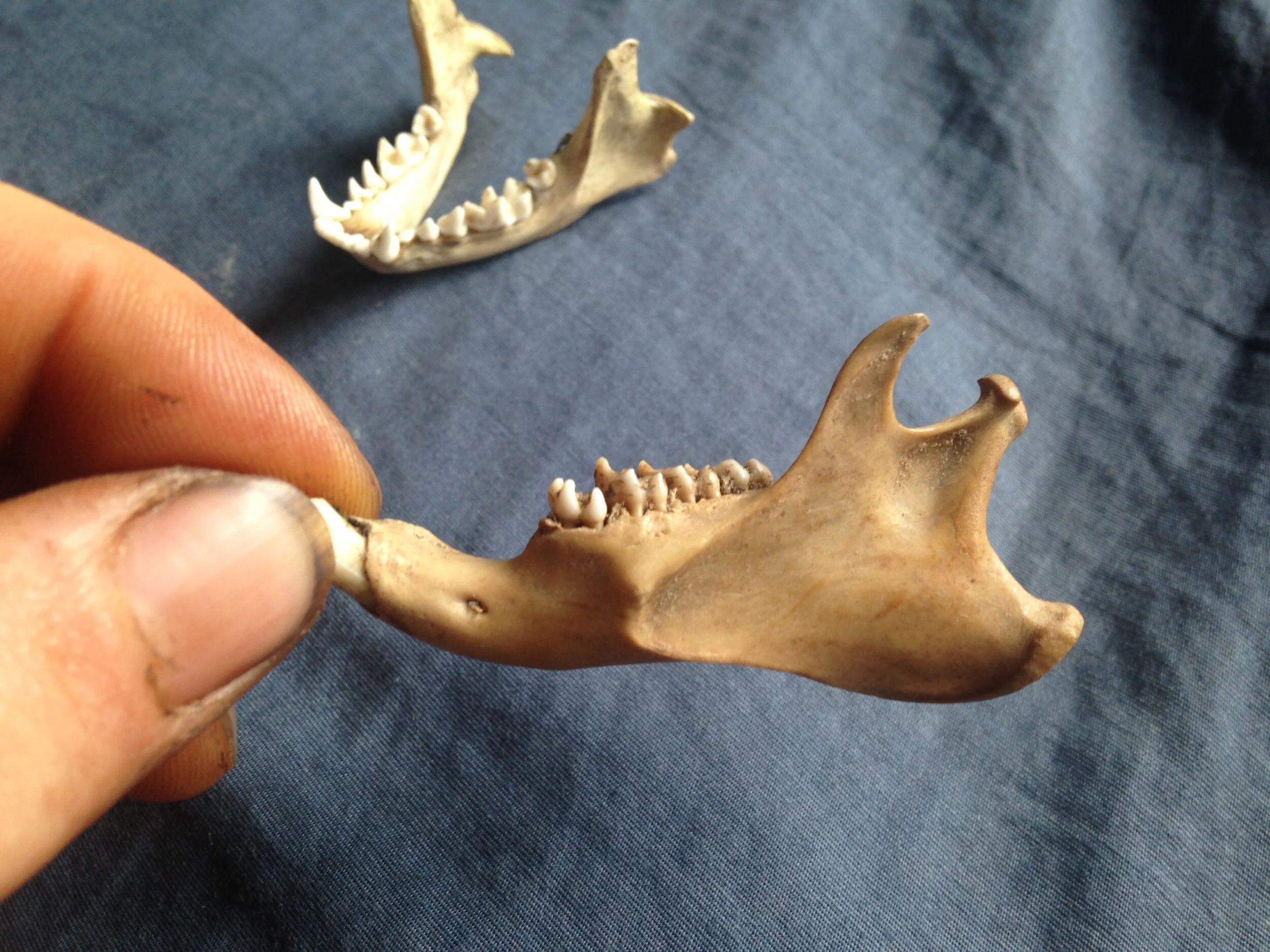 Groundhog mandible