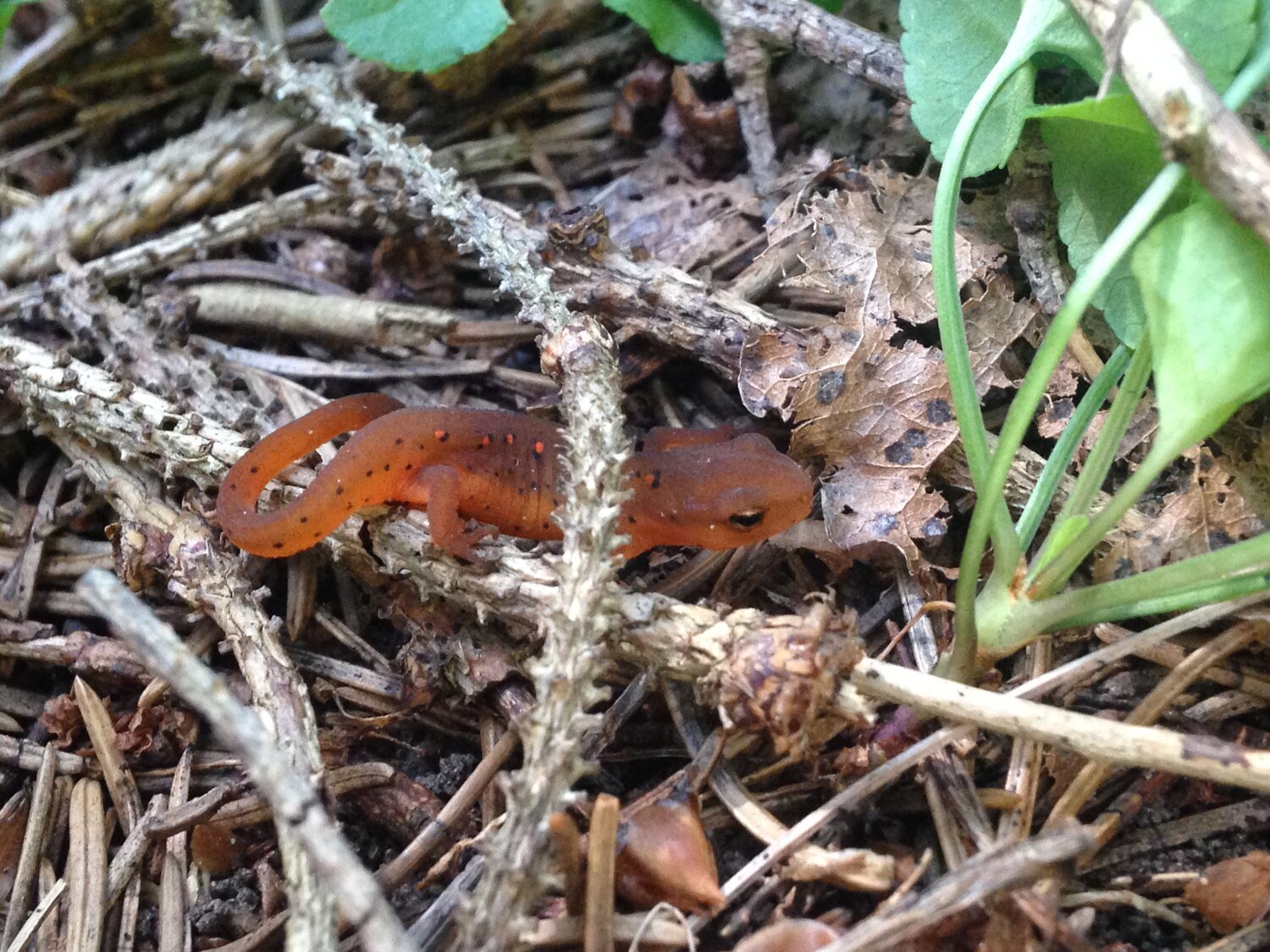 “Eft” life stage of the Eastern Newt (Notophthalmus viridescens)