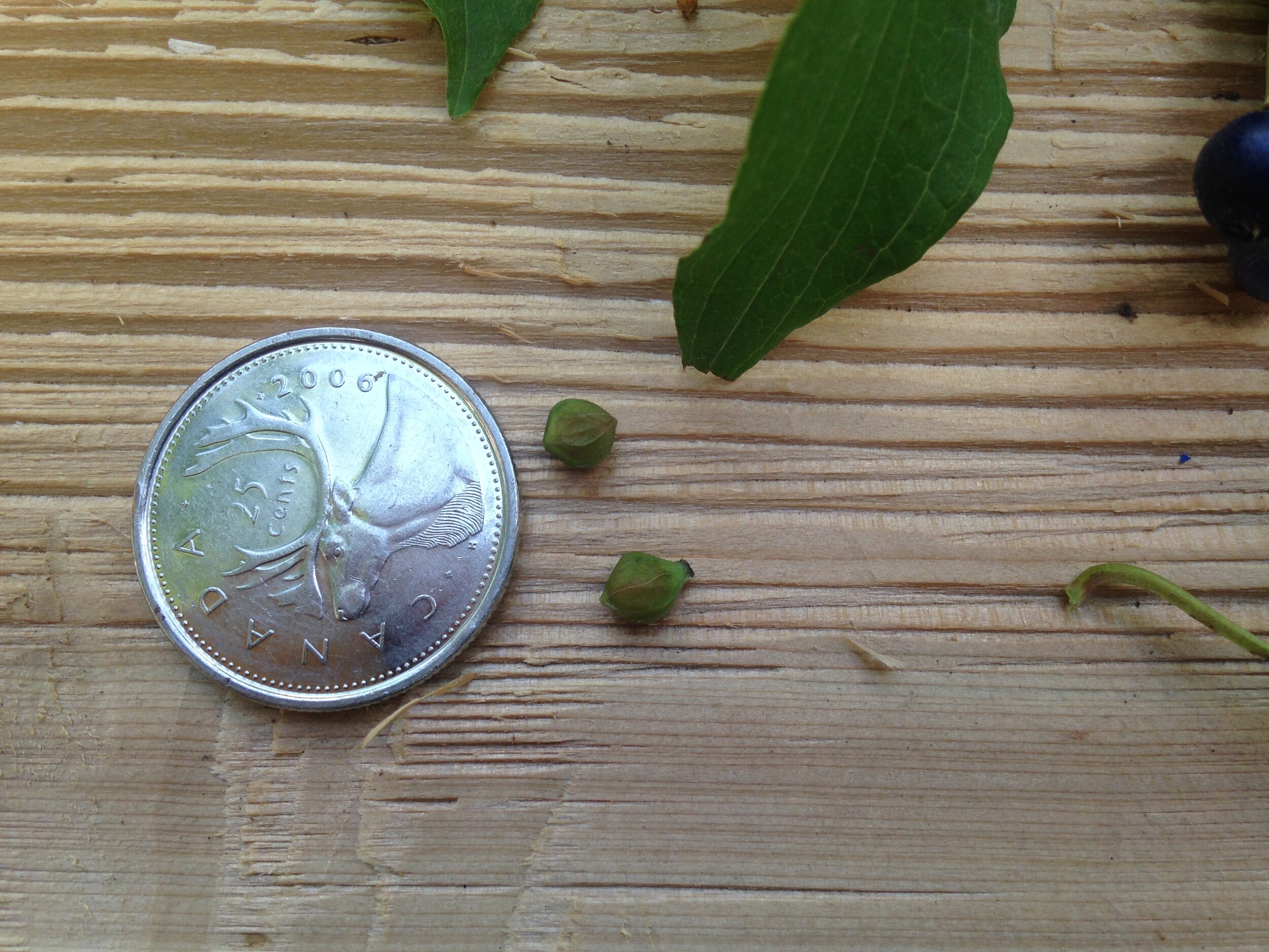 silky dogwood, leaf fruit and seed, shelldale, 19.08.2021  (17).JPG