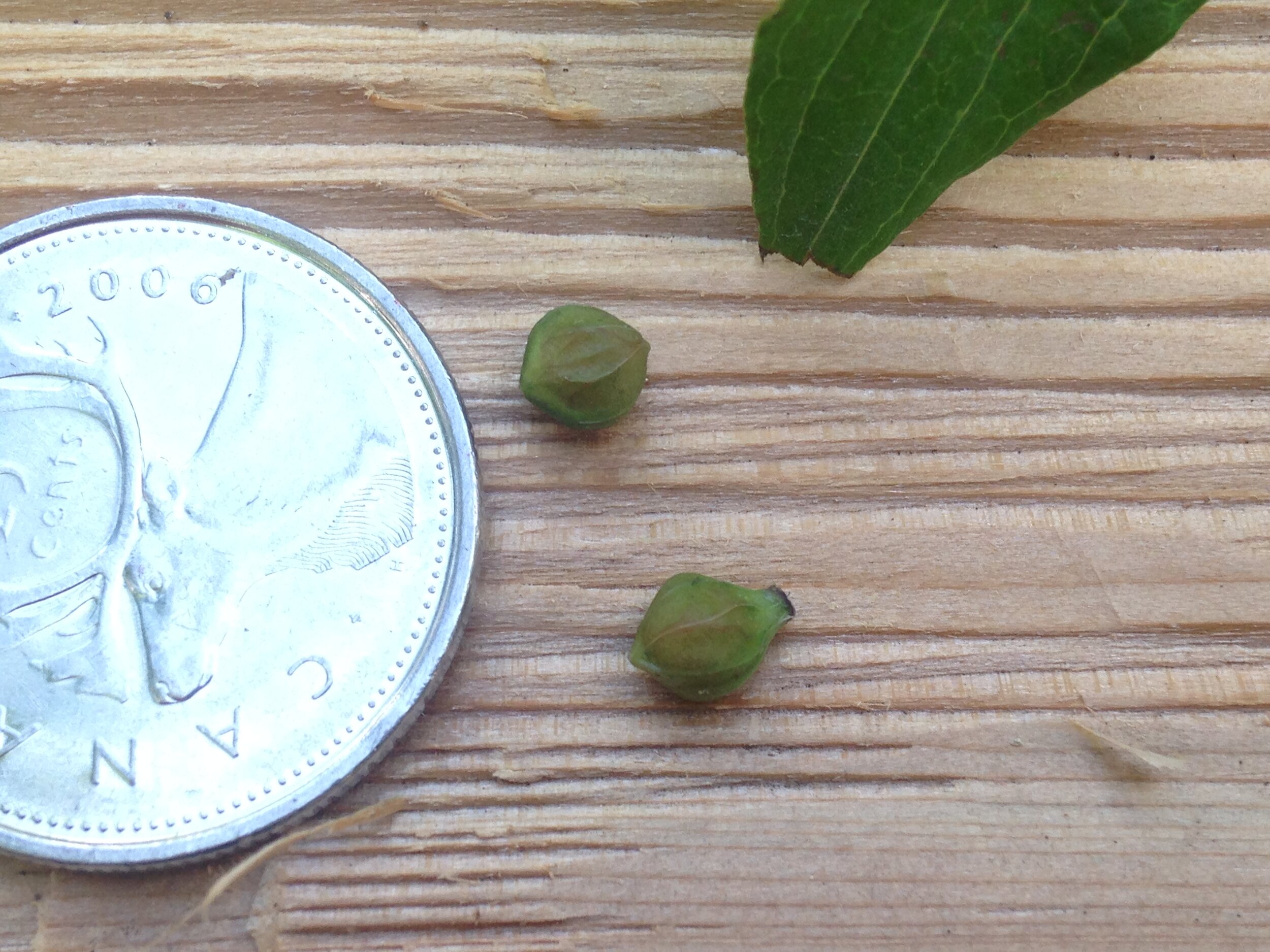 silky dogwood, leaf fruit and seed, shelldale, 19.08.2021  (19).JPG