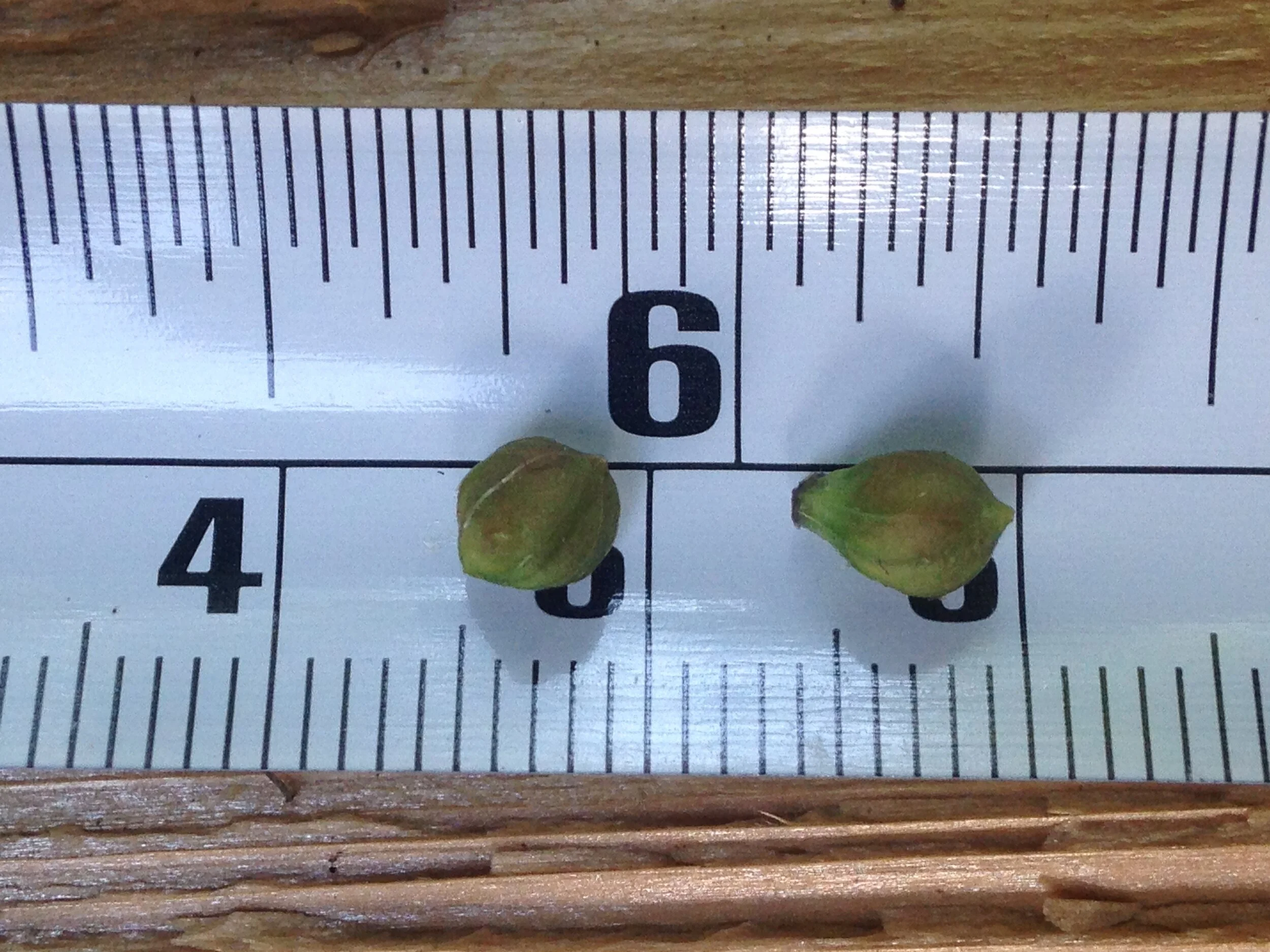 silky dogwood, leaf fruit and seed, shelldale, 19.08.2021  (38).JPG