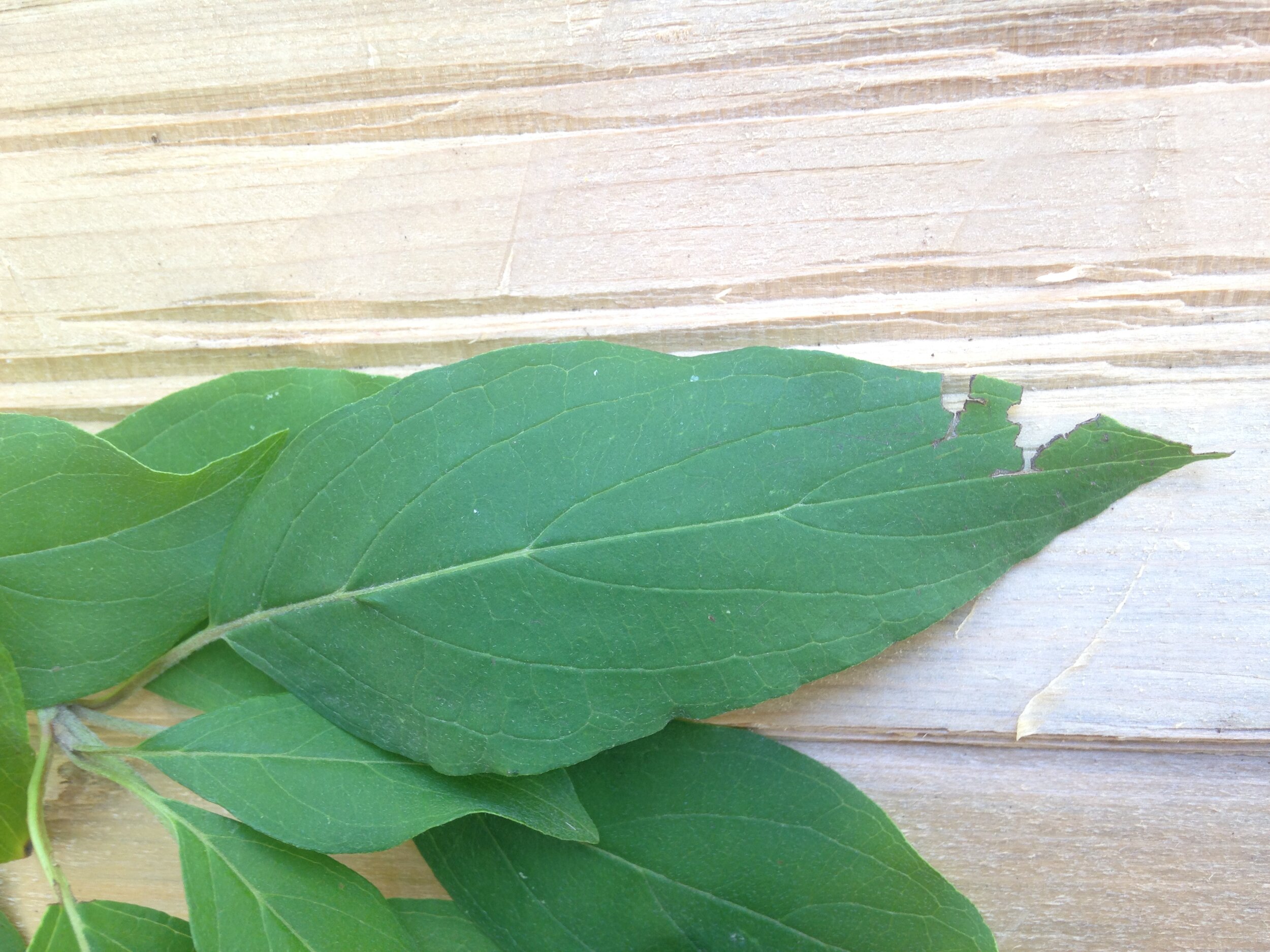 silky dogwood, leaf fruit and seed, shelldale, 19.08.2021  (22).JPG