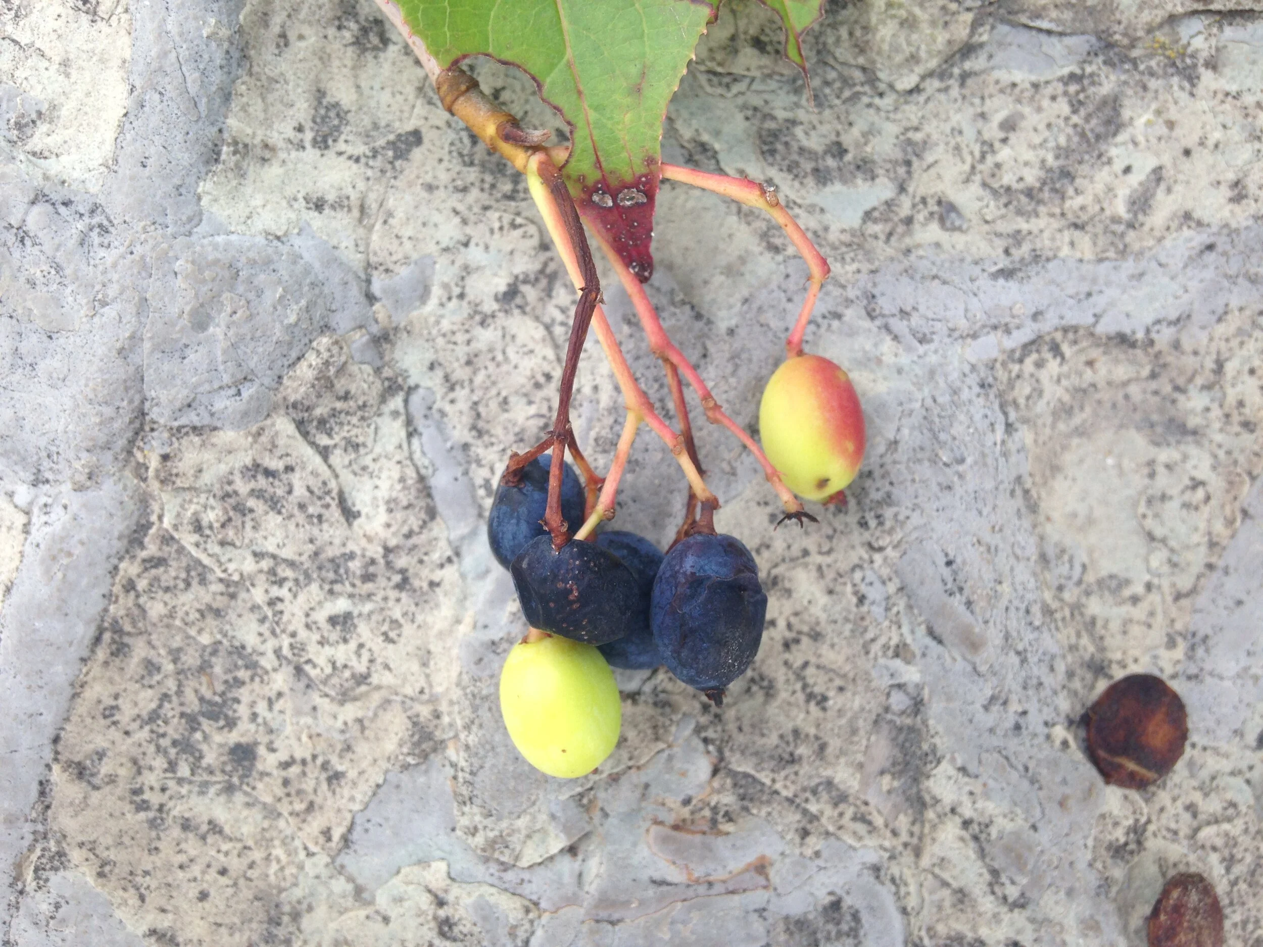 Nannyberry leaves fruit and seed, south end trails, 21 & 22.08.2021  (10).JPG