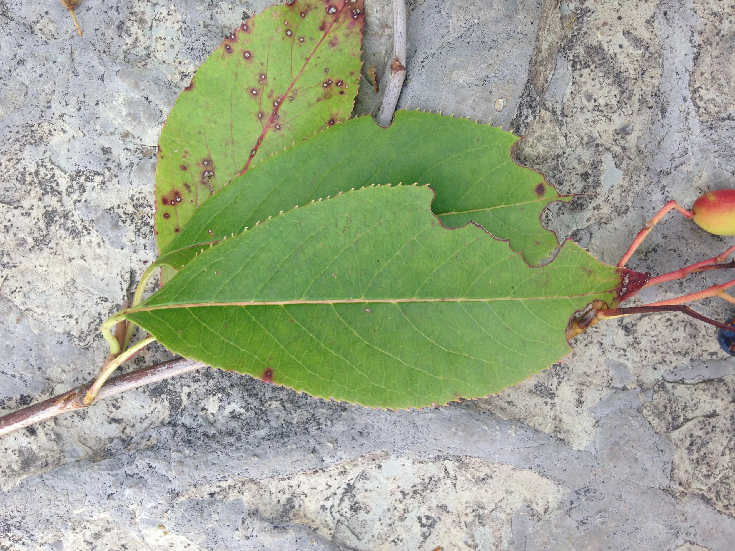 Nannyberry leaves fruit and seed, south end trails, 21 & 22.08.2021  (11).JPG