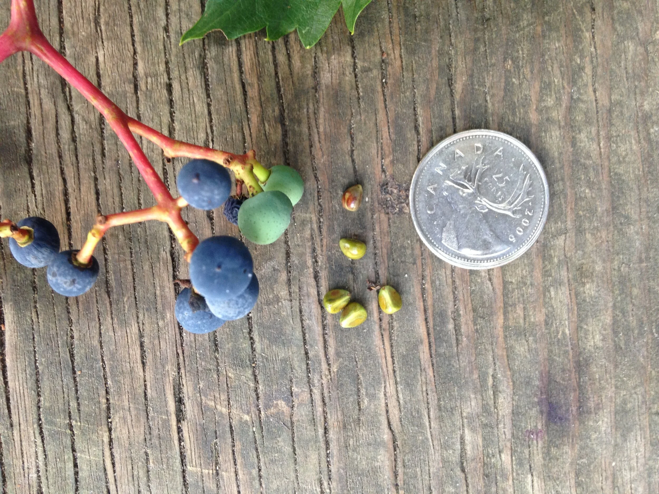 virginia creeper, leaf fruit and seed, 112 hayes backyard, 28.08.21   (24).JPG