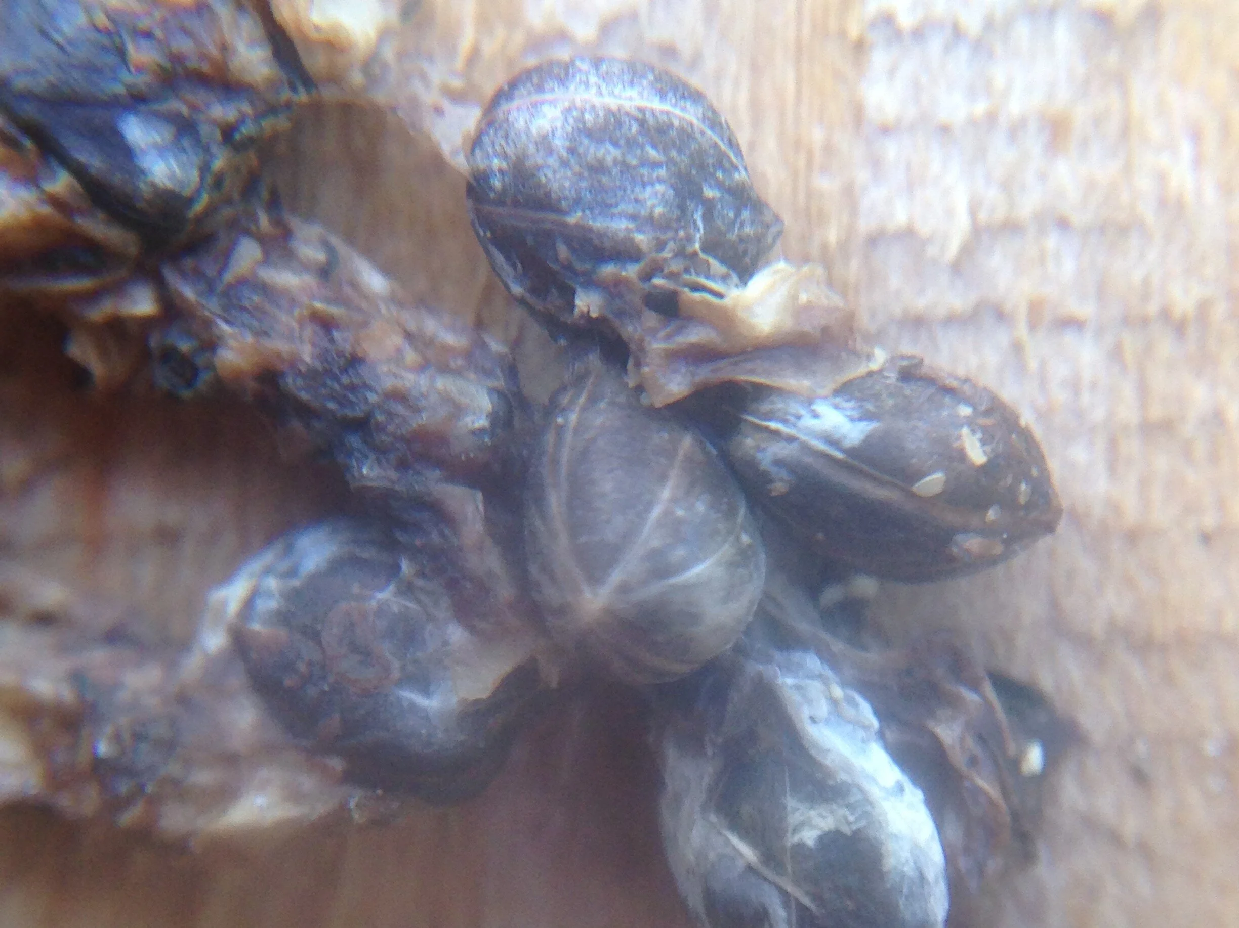 Red Osier Dogwood seed in Chipmunk scat