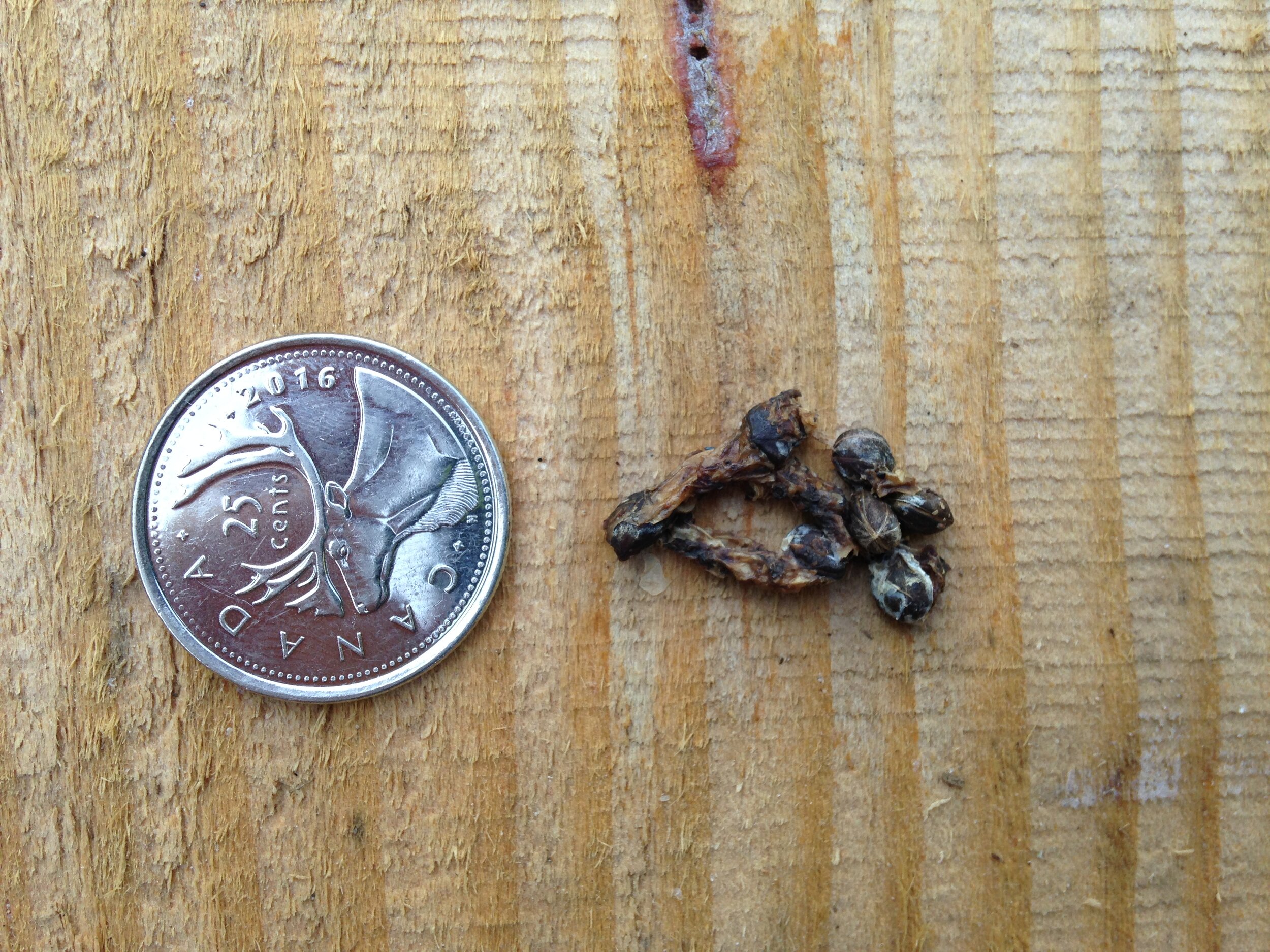 Red Osier Dogwood seed in Chipmunk scat