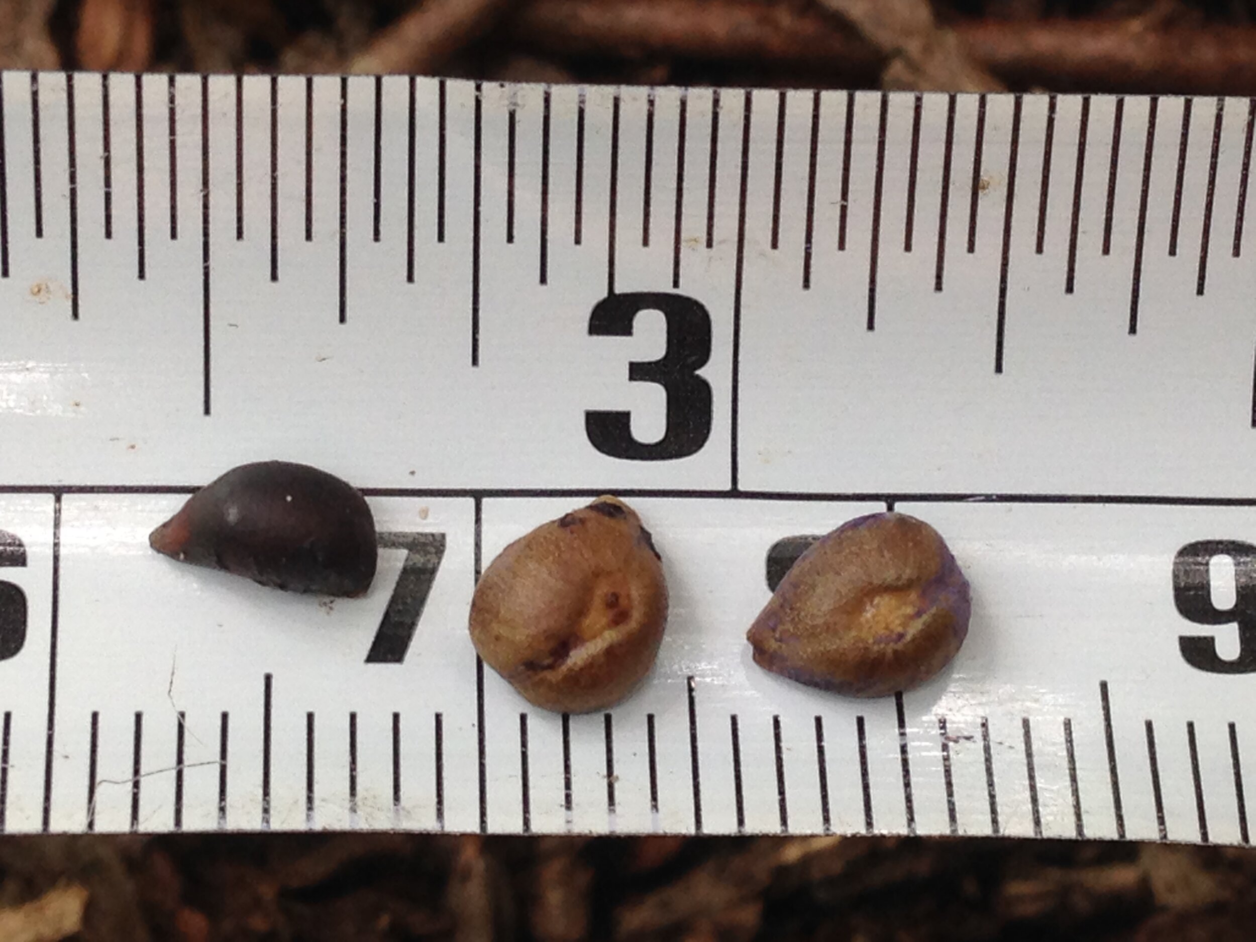 common buckthorn, and unknown grape found in bird scat, 31.08.2021  (2) .JPG