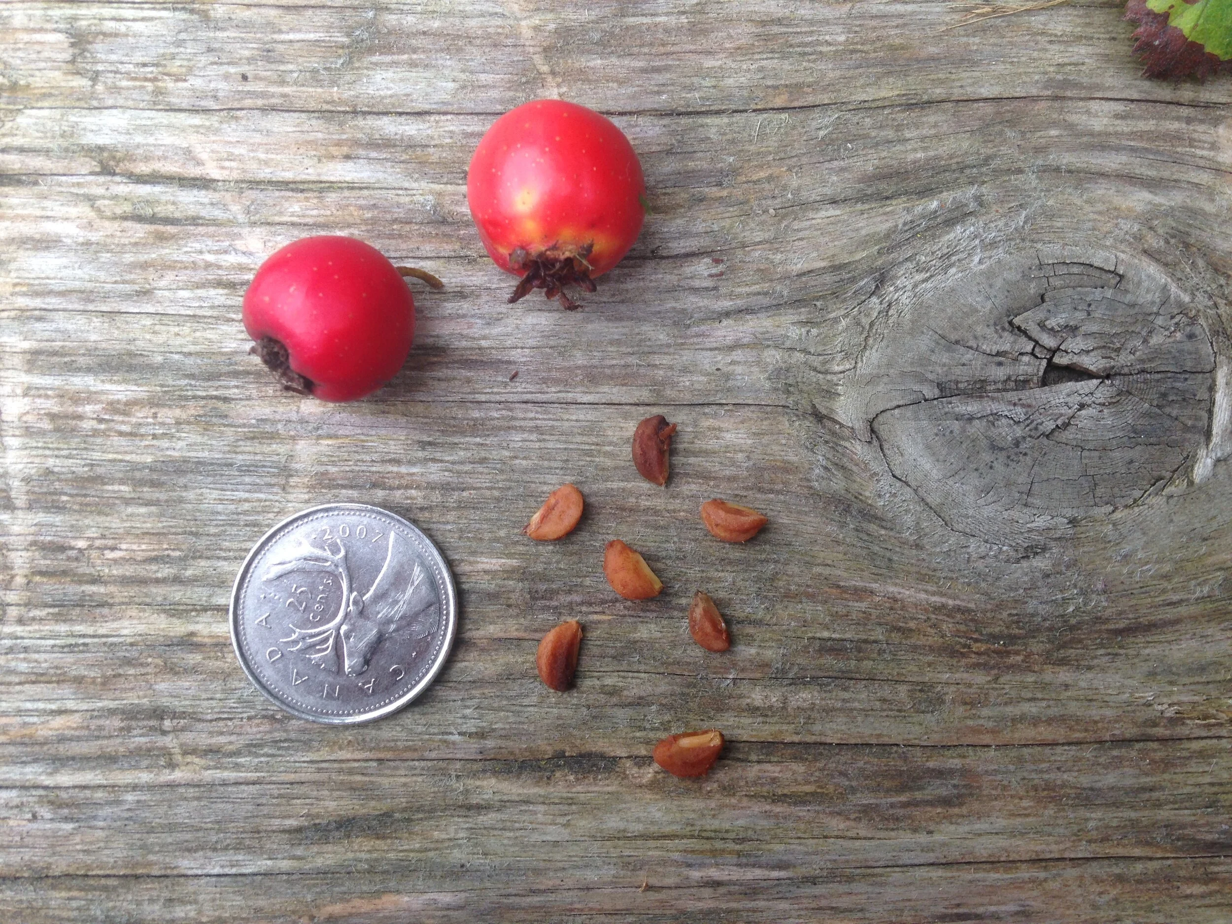 Hawthorn leaf, fruit and seed, Shelldale, 17.08.2021  (13).JPG
