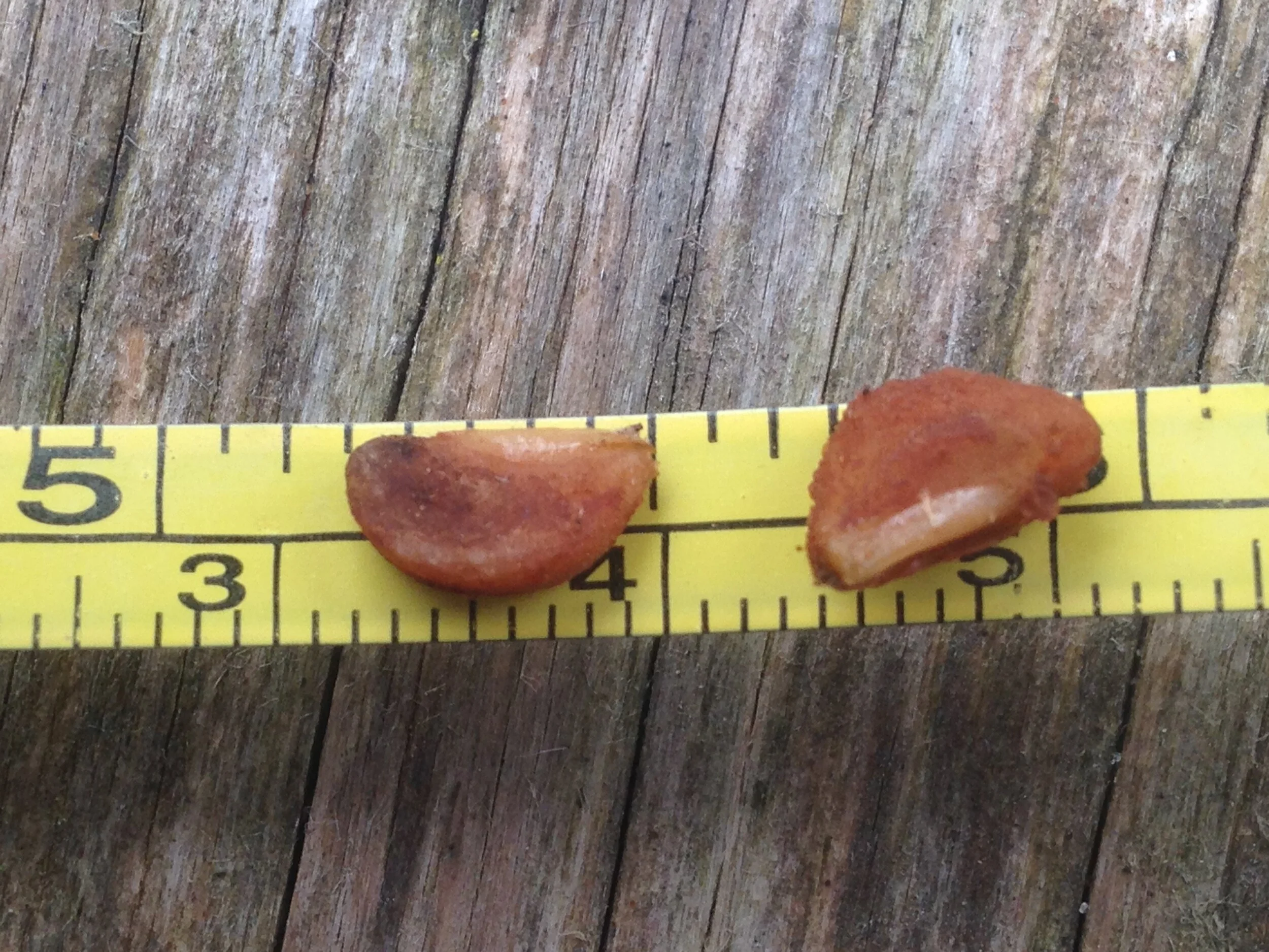 Hawthorn leaf, fruit and seed, Shelldale, 17.08.2021  (27).JPG