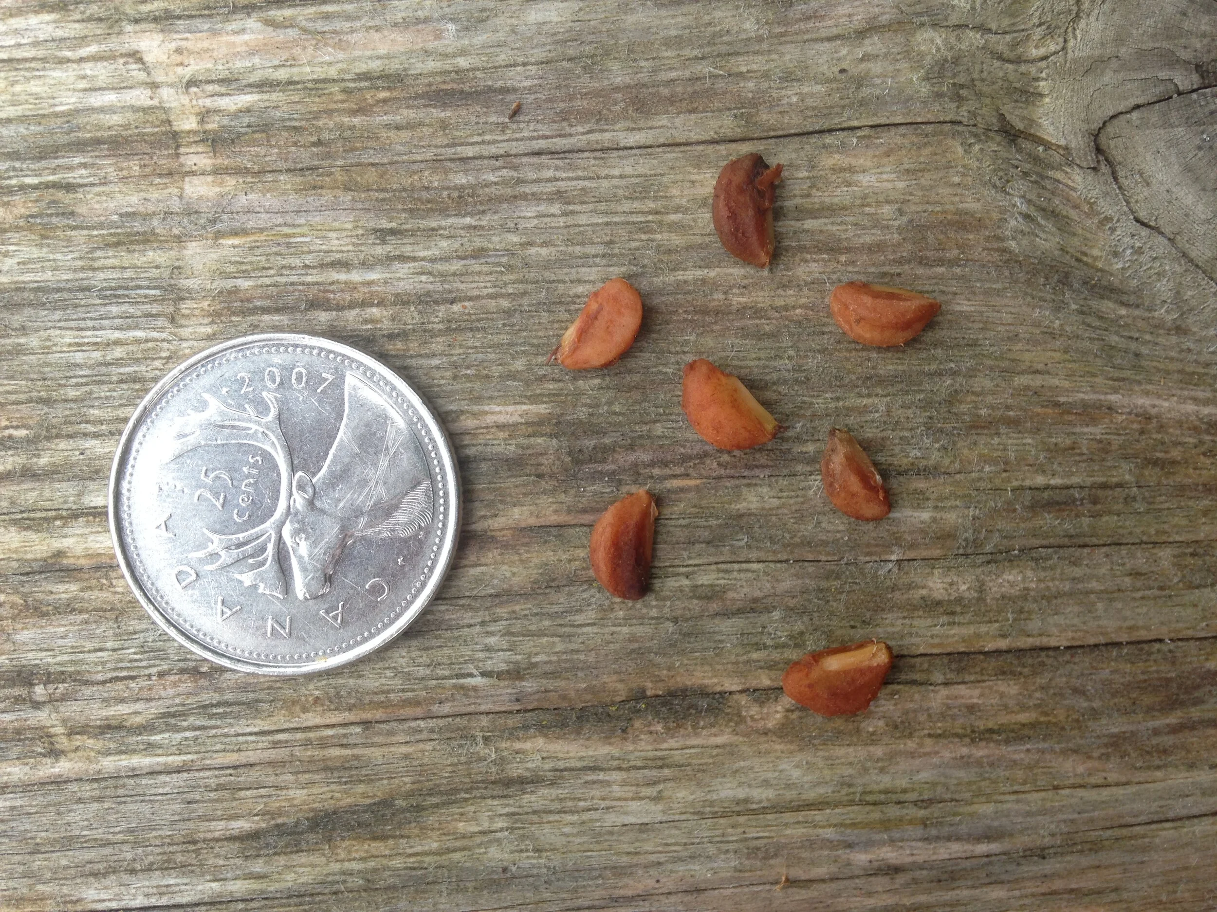 Hawthorn leaf, fruit and seed, Shelldale, 17.08.2021  (19).JPG