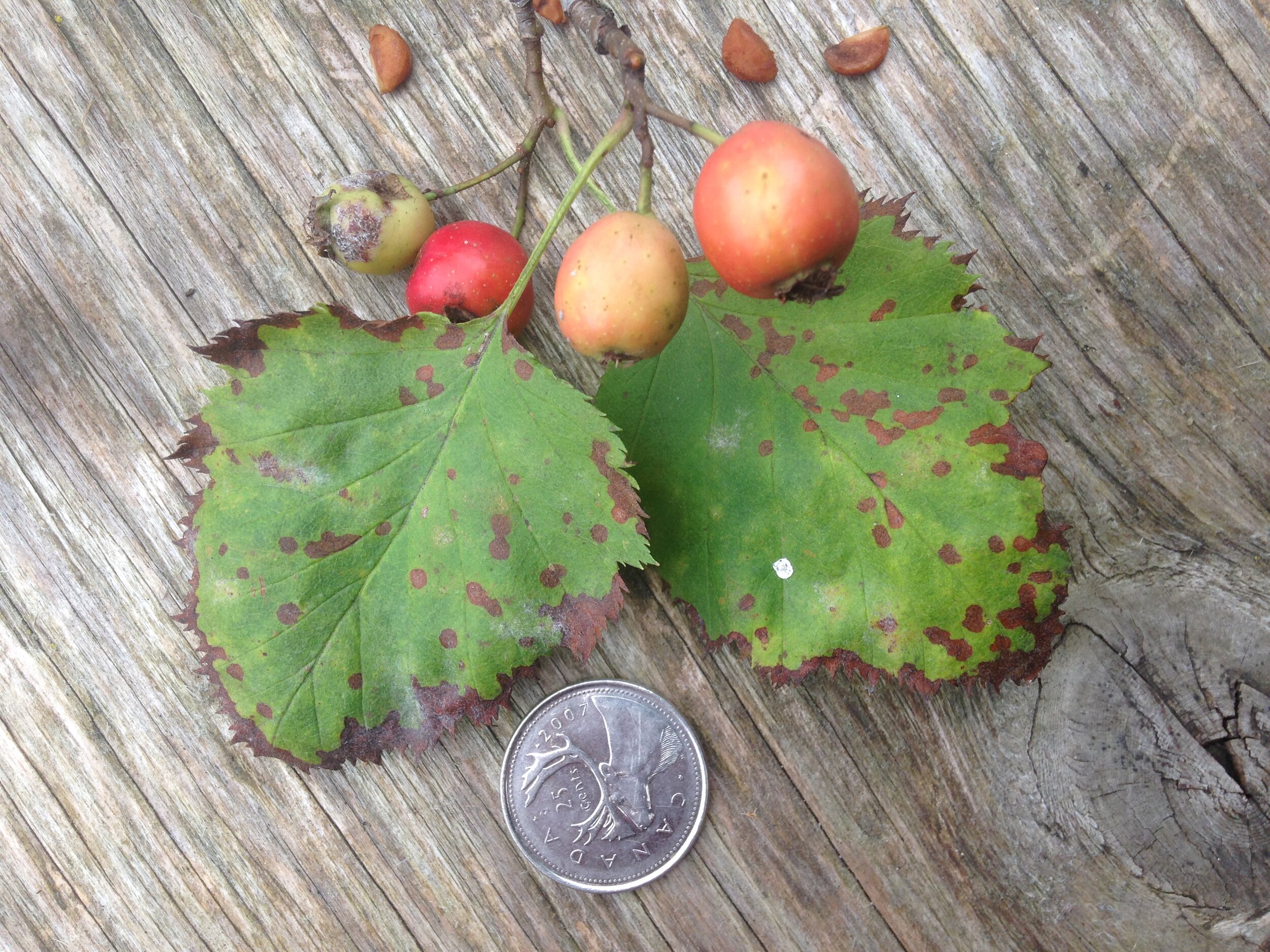 Hawthorn leaf, fruit and seed, Shelldale, 17.08.2021  (35).JPG