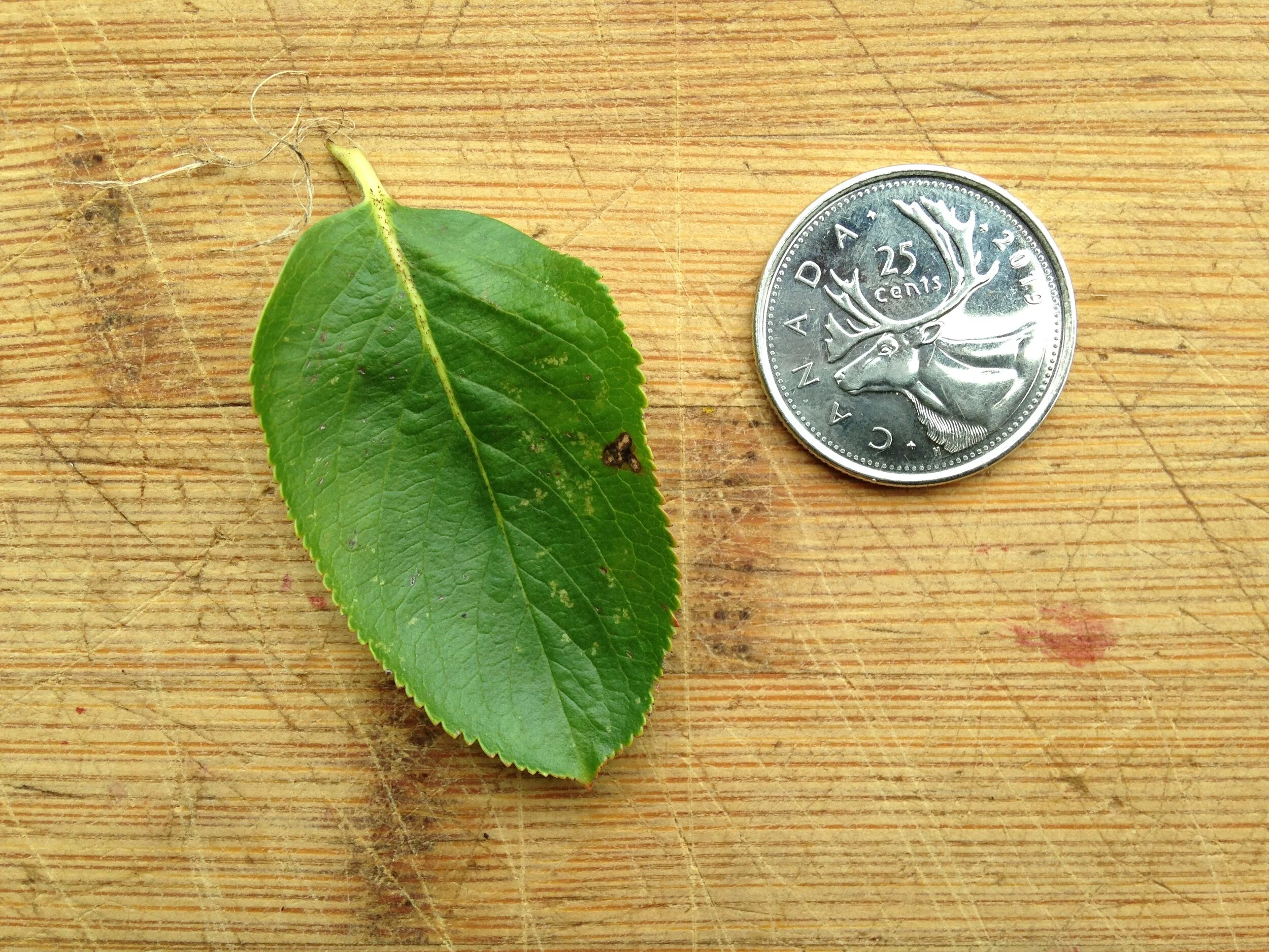 Aronia melanocarpa leaf fruit seed, westminster woods, 29.08.2021  (39).JPG