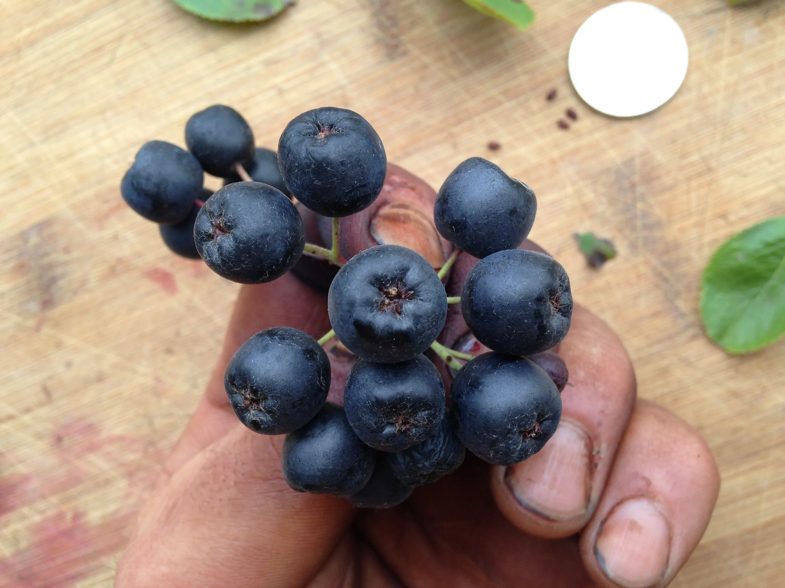 Aronia melanocarpa leaf fruit seed, westminster woods, 29.08.2021  (18).JPG