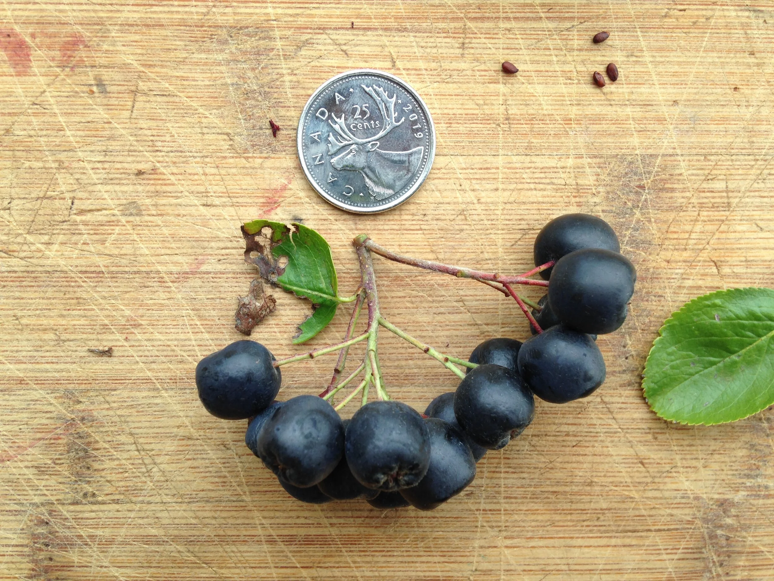Aronia melanocarpa leaf fruit seed, westminster woods, 29.08.2021  (20).JPG