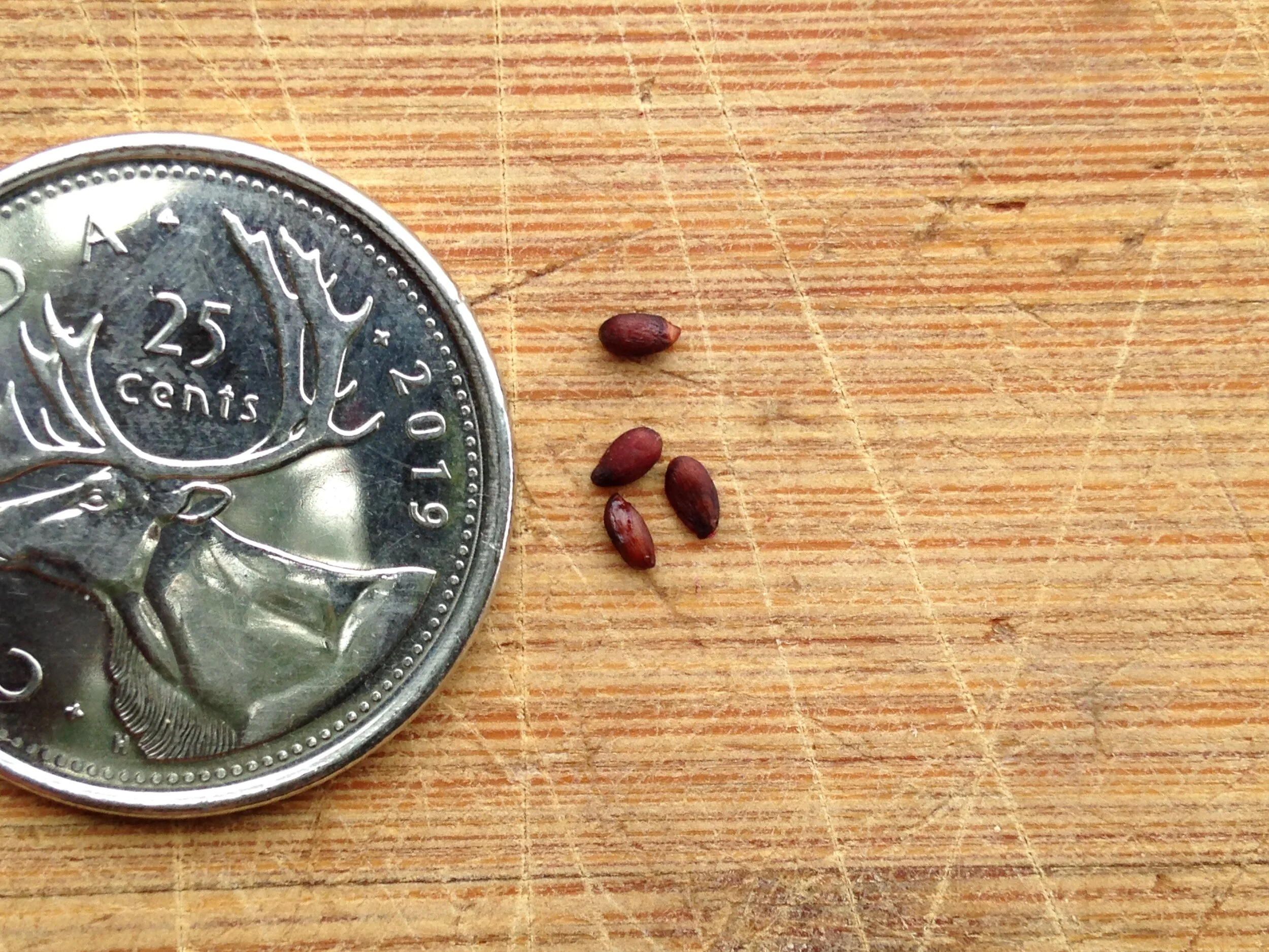 Aronia melanocarpa leaf fruit seed, westminster woods, 29.08.2021  (28).JPG