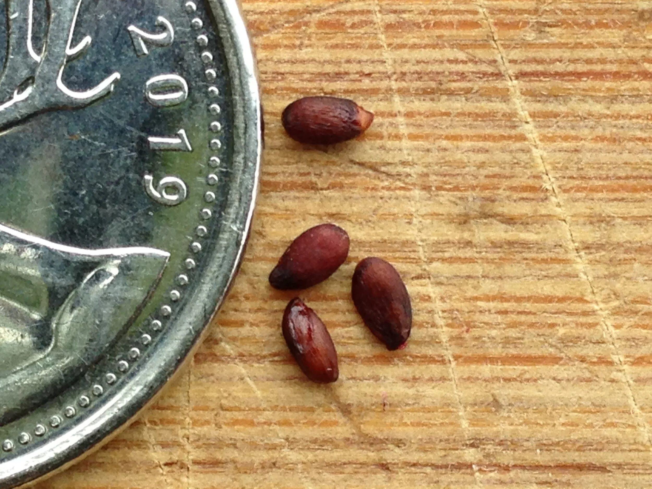 Aronia melanocarpa leaf fruit seed, westminster woods, 29.08.2021  (36).JPG