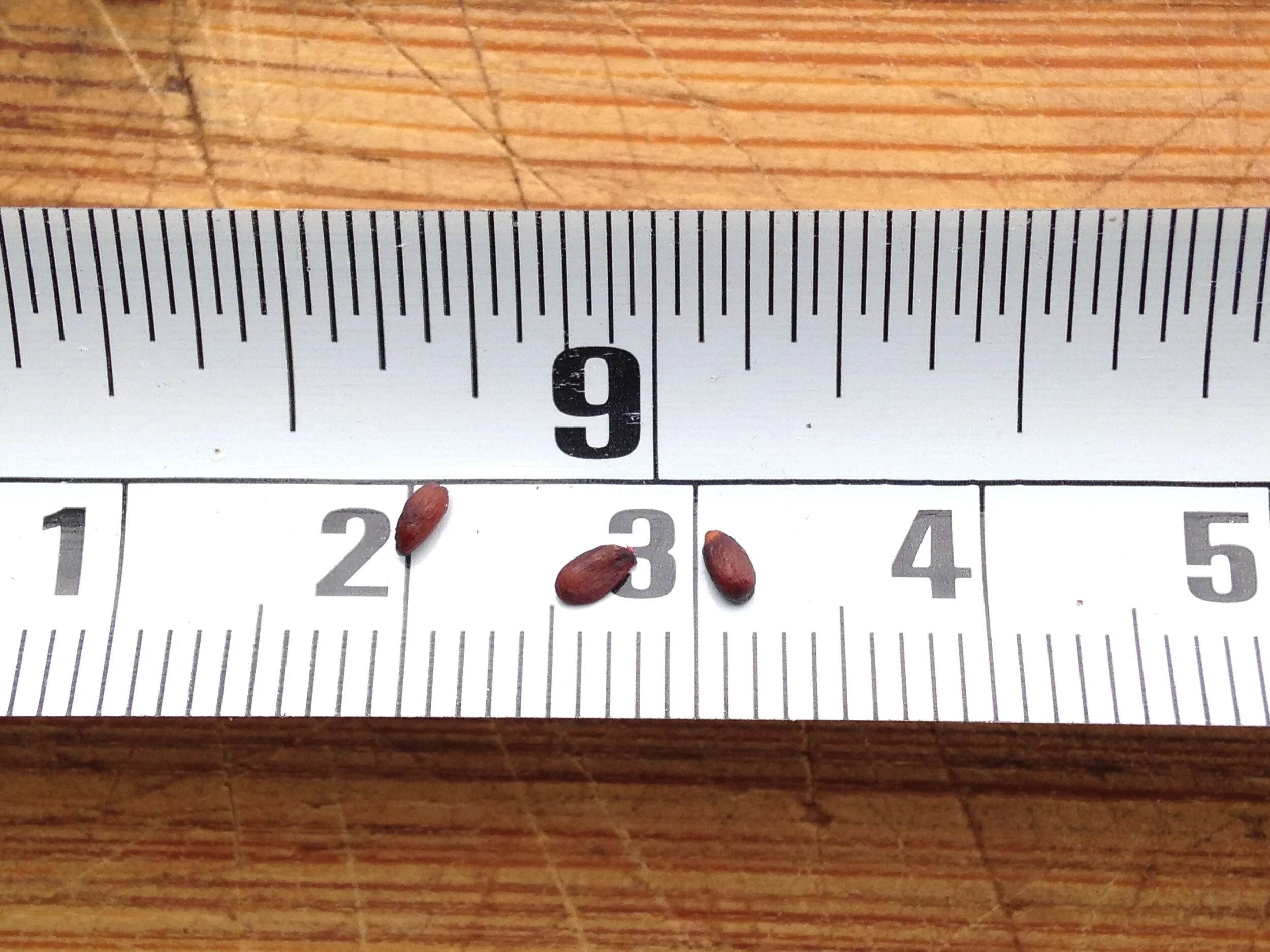 Aronia melanocarpa leaf fruit seed, westminster woods, 29.08.2021  (54).JPG