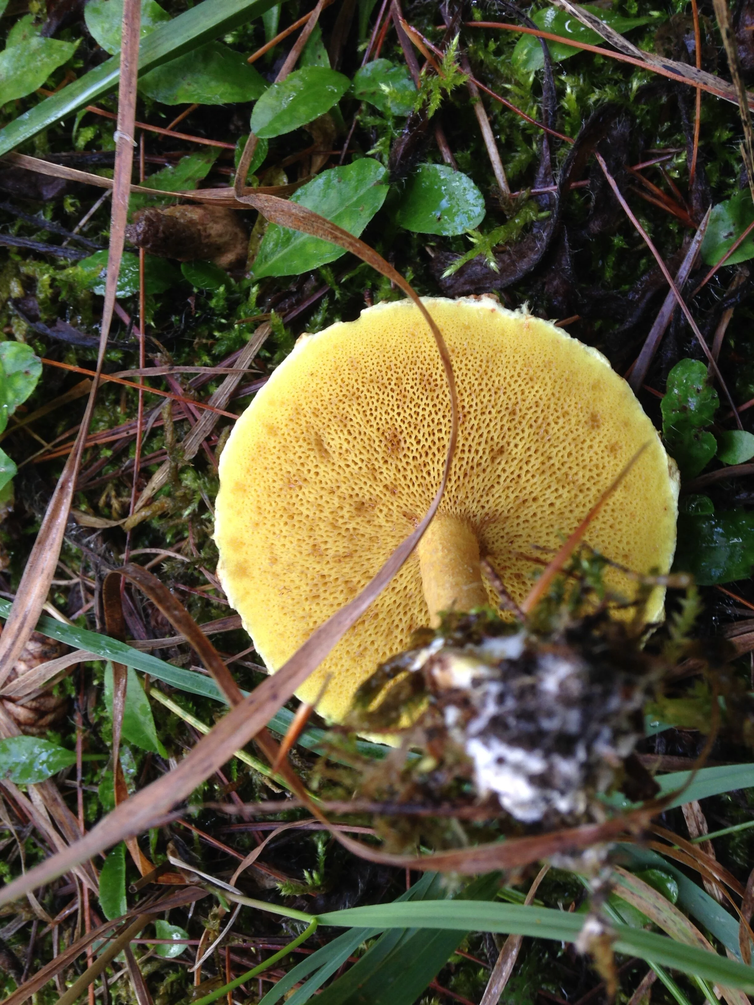 chicken fat bolete, magic kingdom, pine plantation, 24.09.2021  (5).JPG