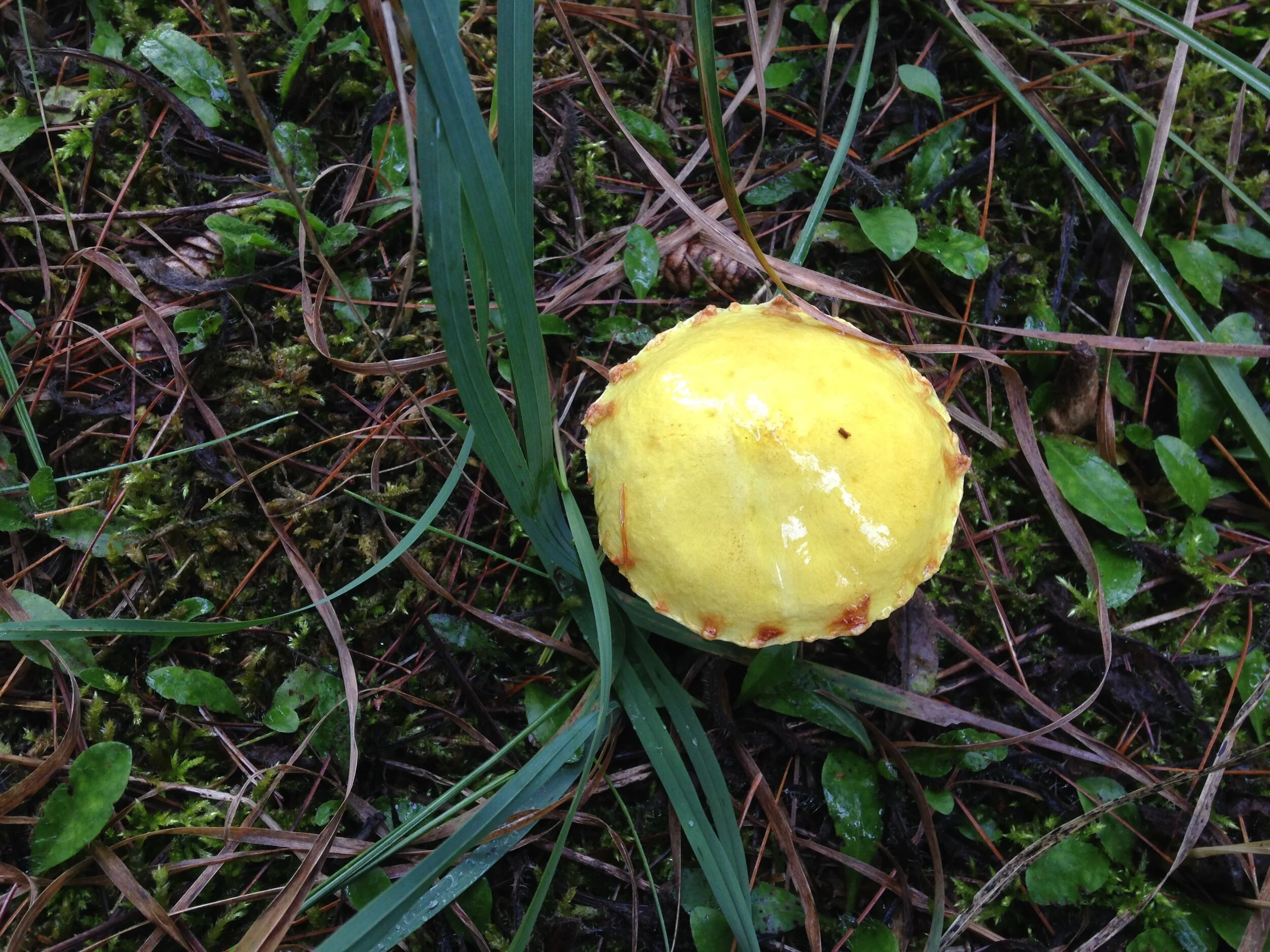 chicken fat bolete, magic kingdom, pine plantation, 24.09.2021  (4).JPG