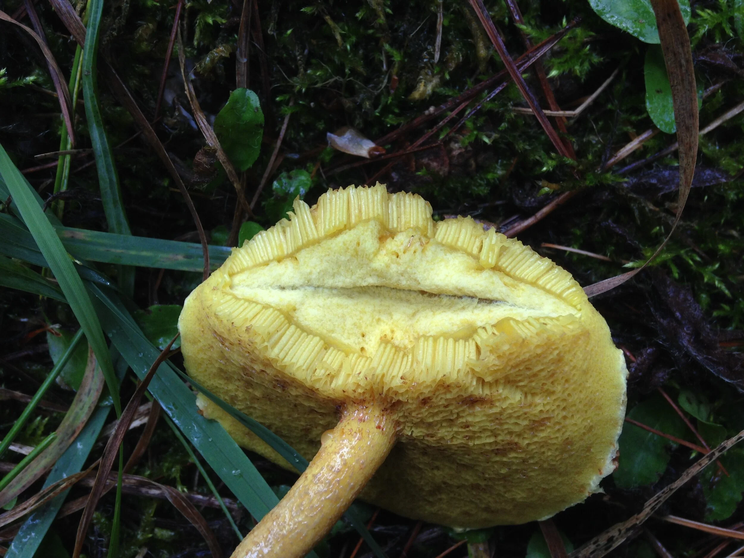 chicken fat bolete, magic kingdom, pine plantation, 24.09.2021  (6).JPG