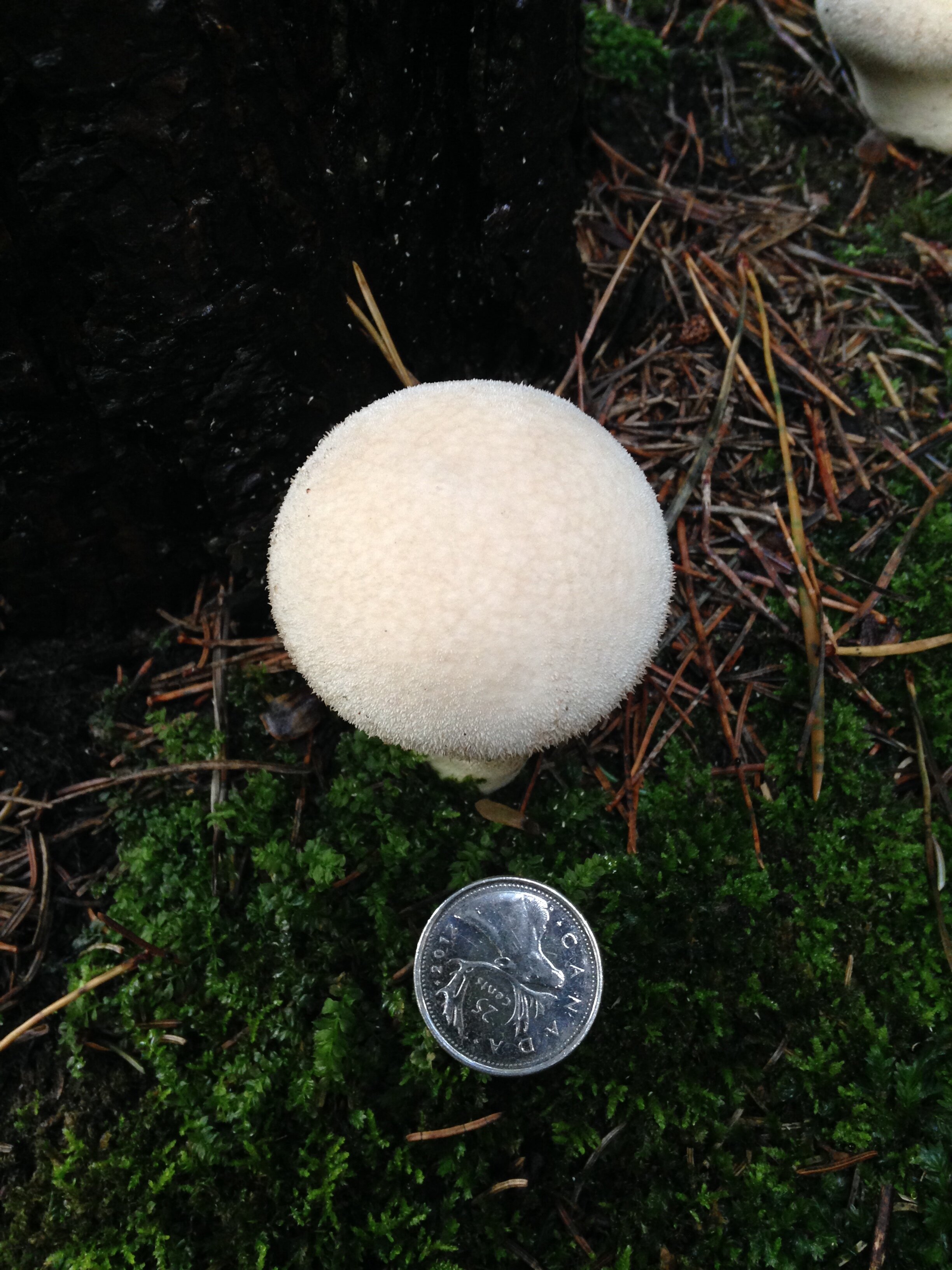 pestle shaped puffball, pine plantation btwn turkey woods and tracks, 23.09.2021   (2).JPG