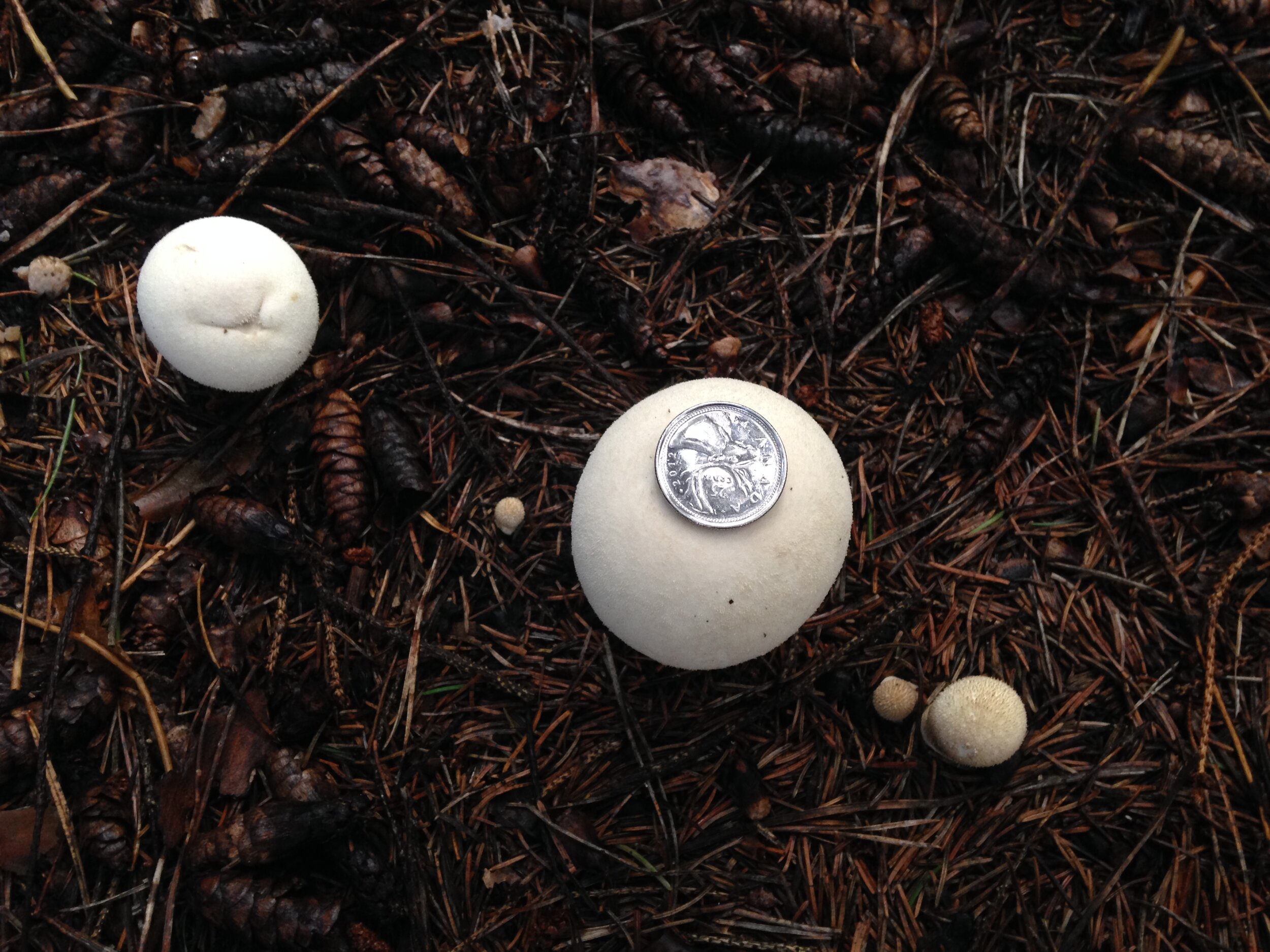 pestle shaped puffball, pine plantation btwn turkey woods and tracks, 23.09.2021   (15).JPG