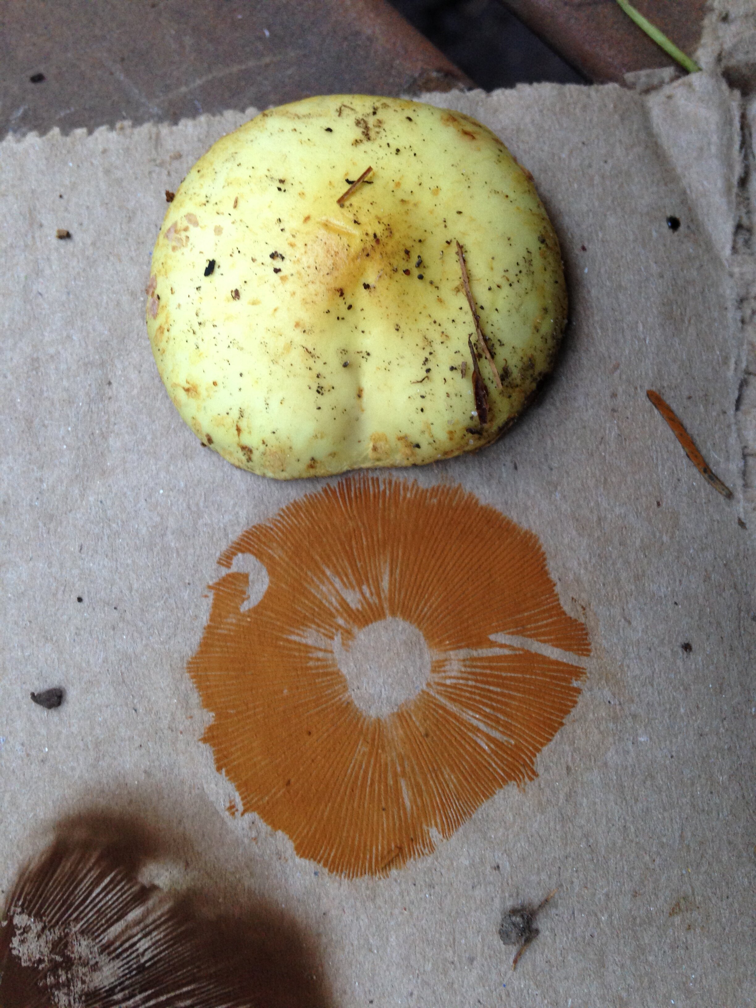chicken fat bolete spore print, 28.09.2021.JPG