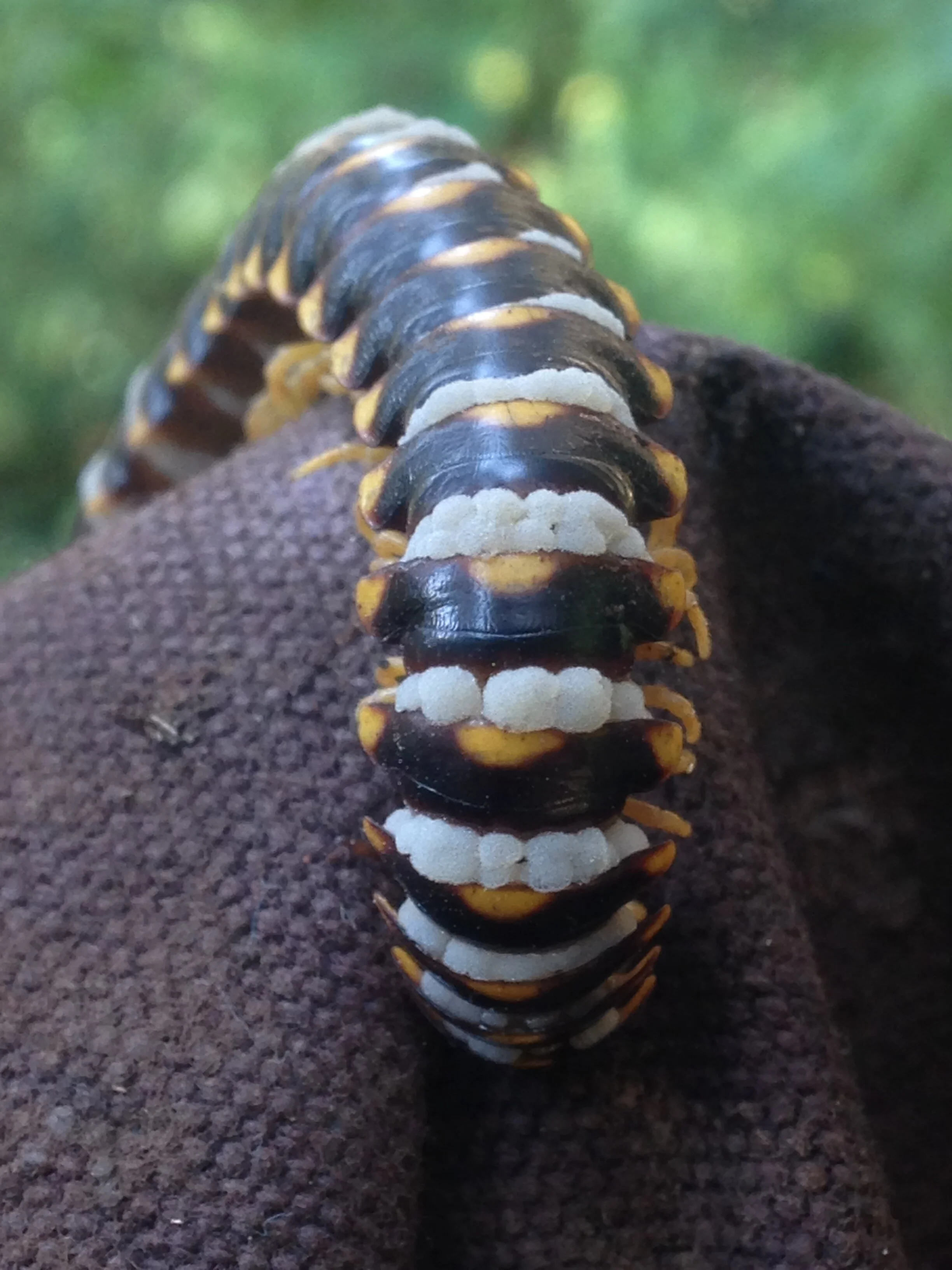 sigmoria trimaculata infected with Arthrophaga, GOS stone, 13.09.2021 (8).JPG