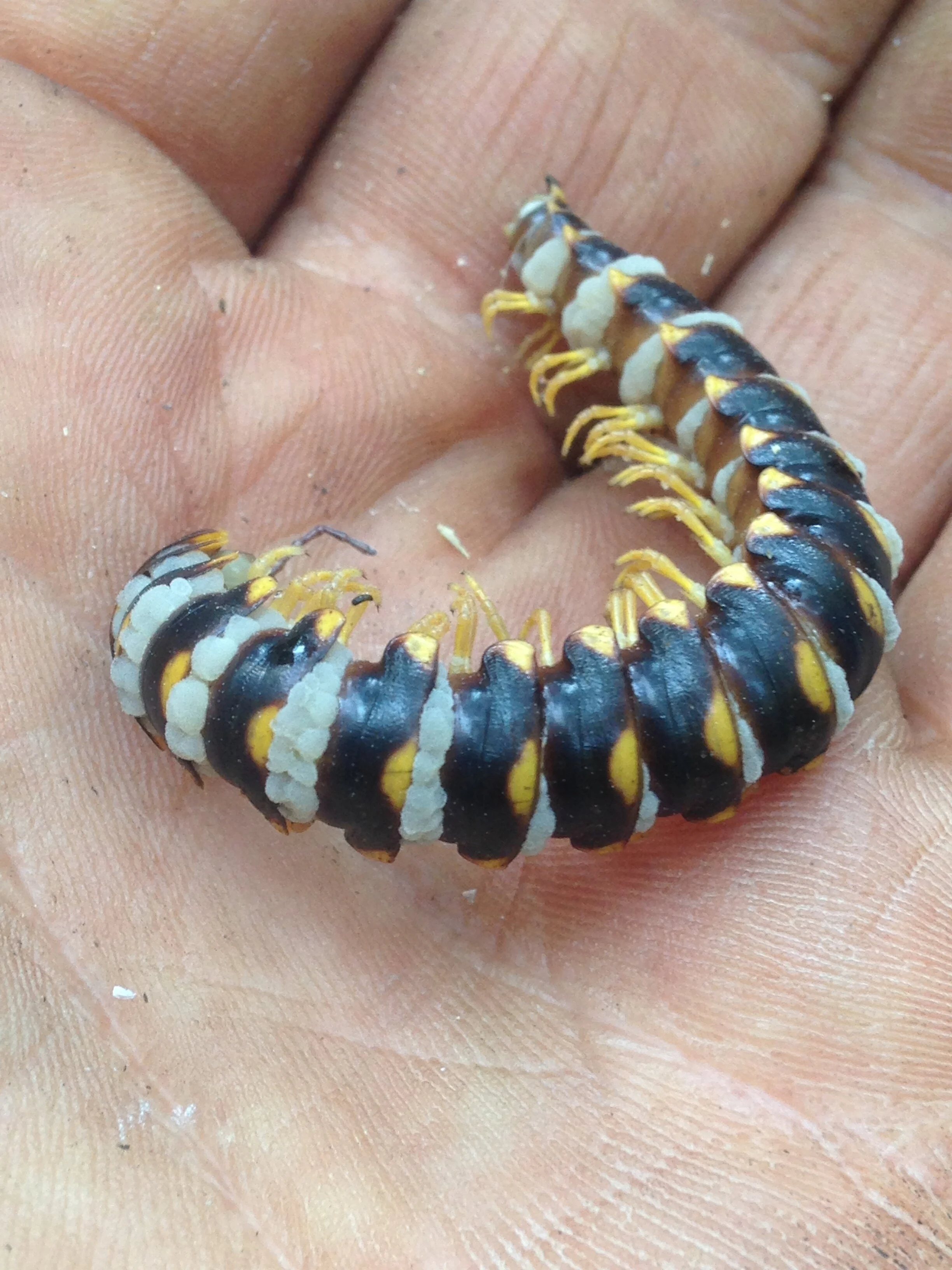 sigmoria trimaculata infected with Arthrophaga, GOS stone, 13.09.2021 (2).JPG
