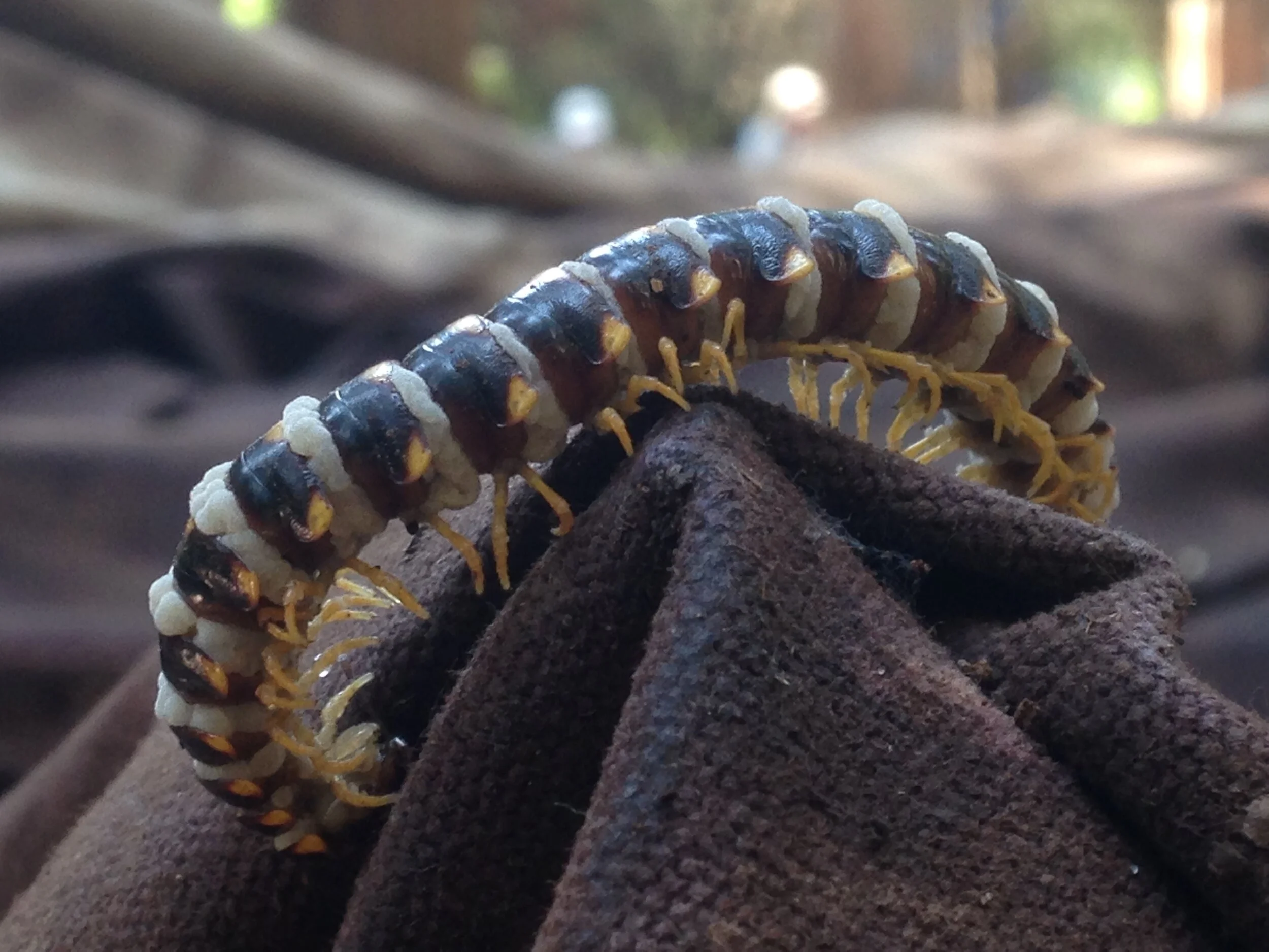 sigmoria trimaculata infected with Arthrophaga, GOS stone, 13.09.2021 (11).JPG