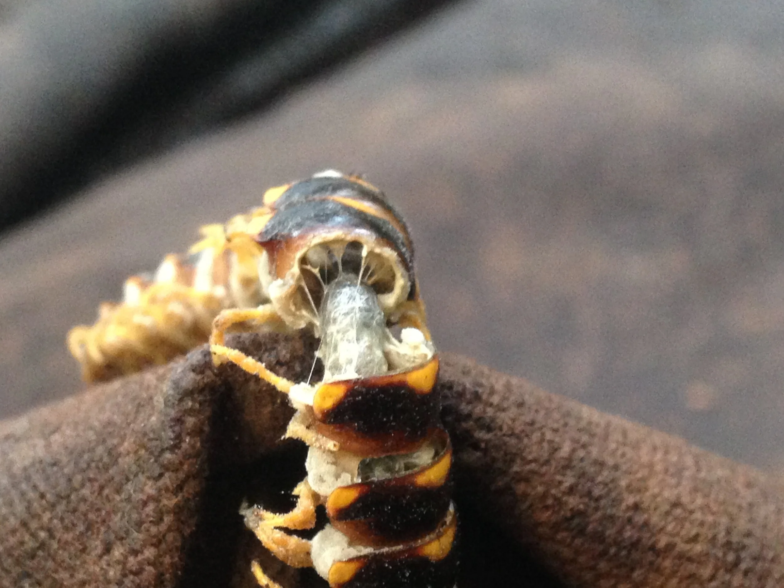 remainders a day later after rain 14.09.2021   (1).JPG