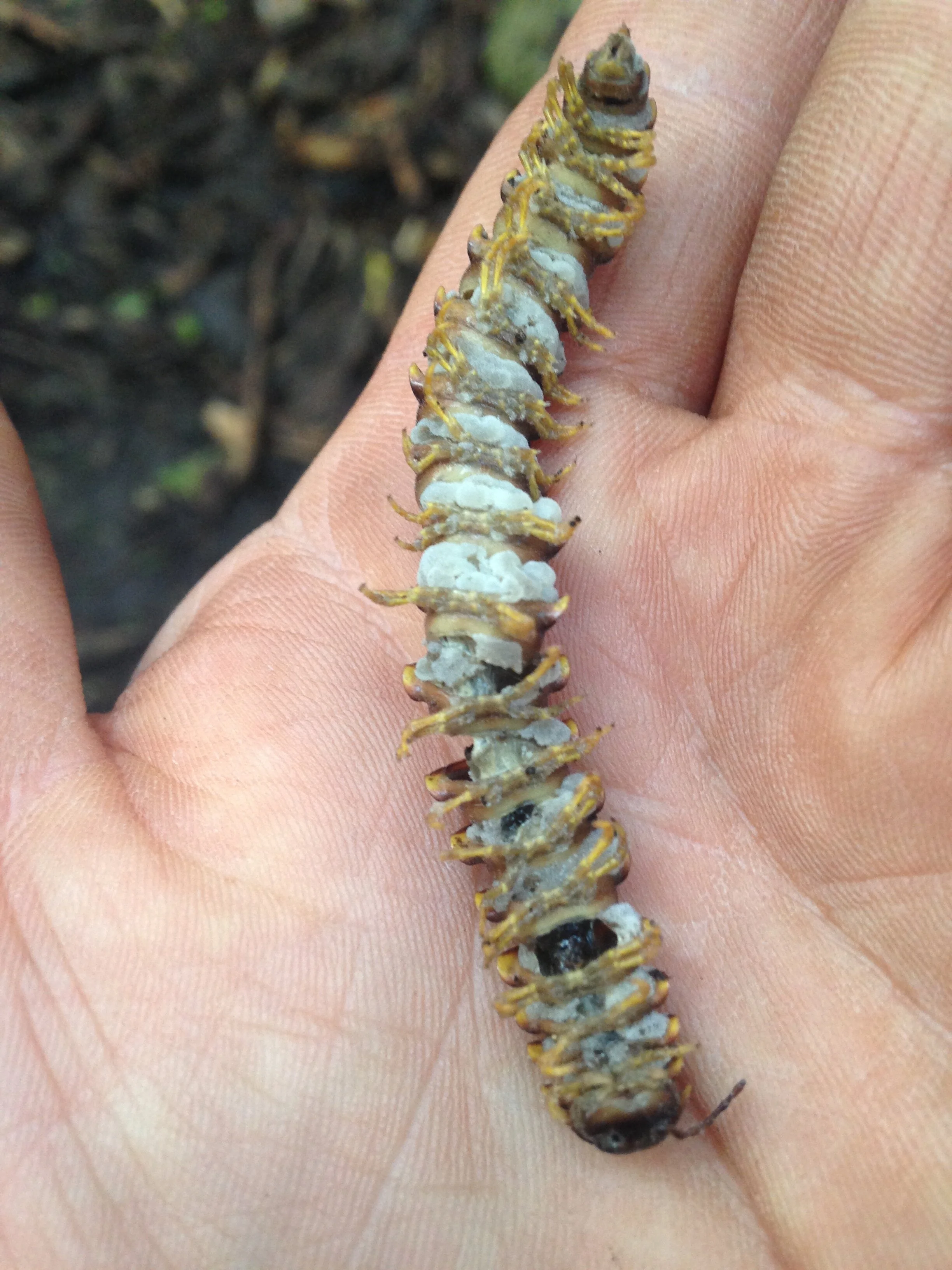 remainders a day later after rain 14.09.2021   (3).JPG