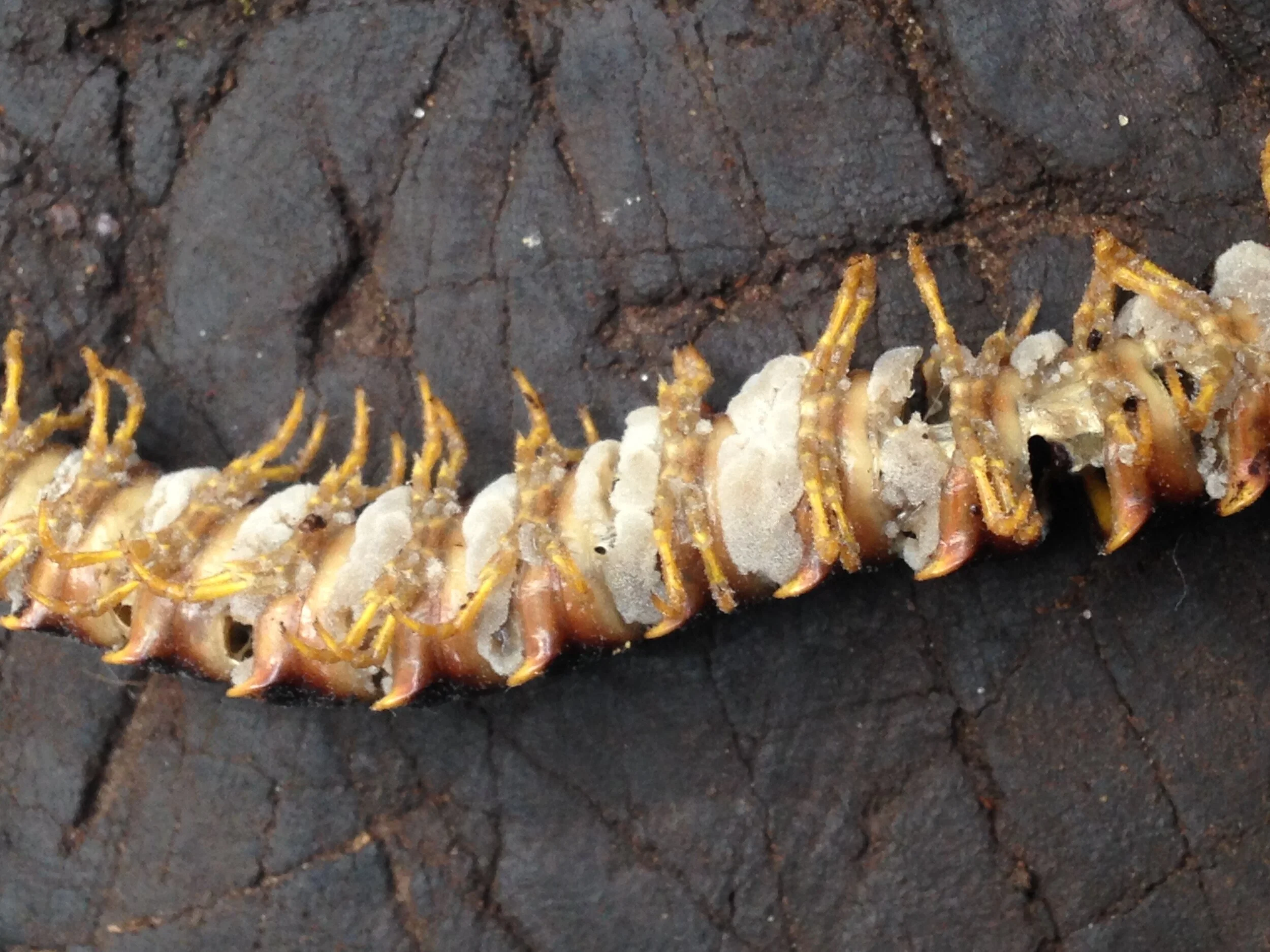 remainders a day later after rain 14.09.2021   (4).JPG