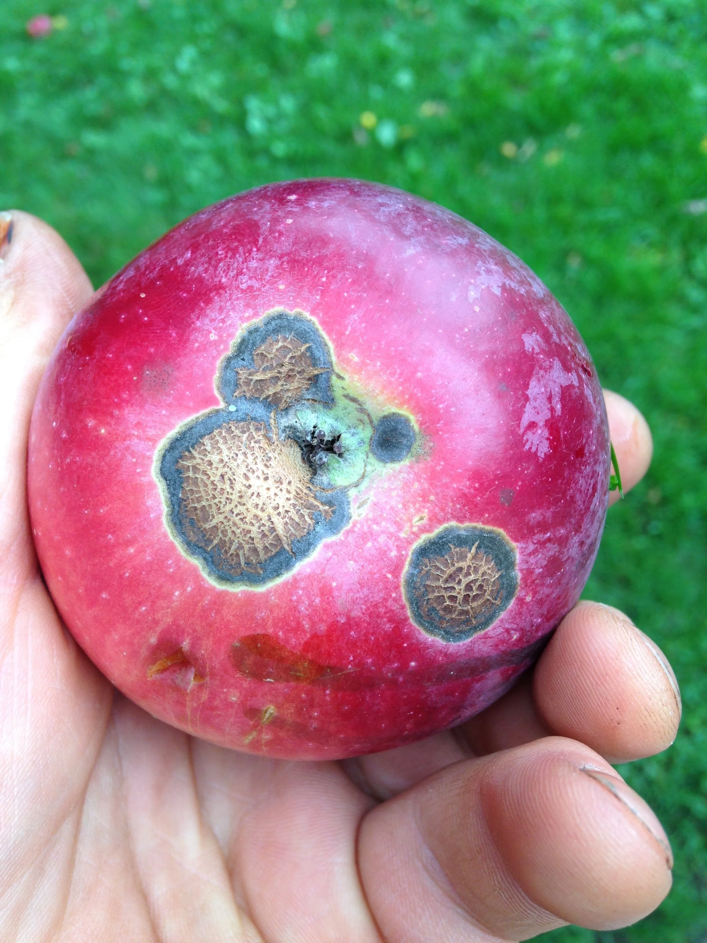 The Season of Fungi pt. 3 — to know the land