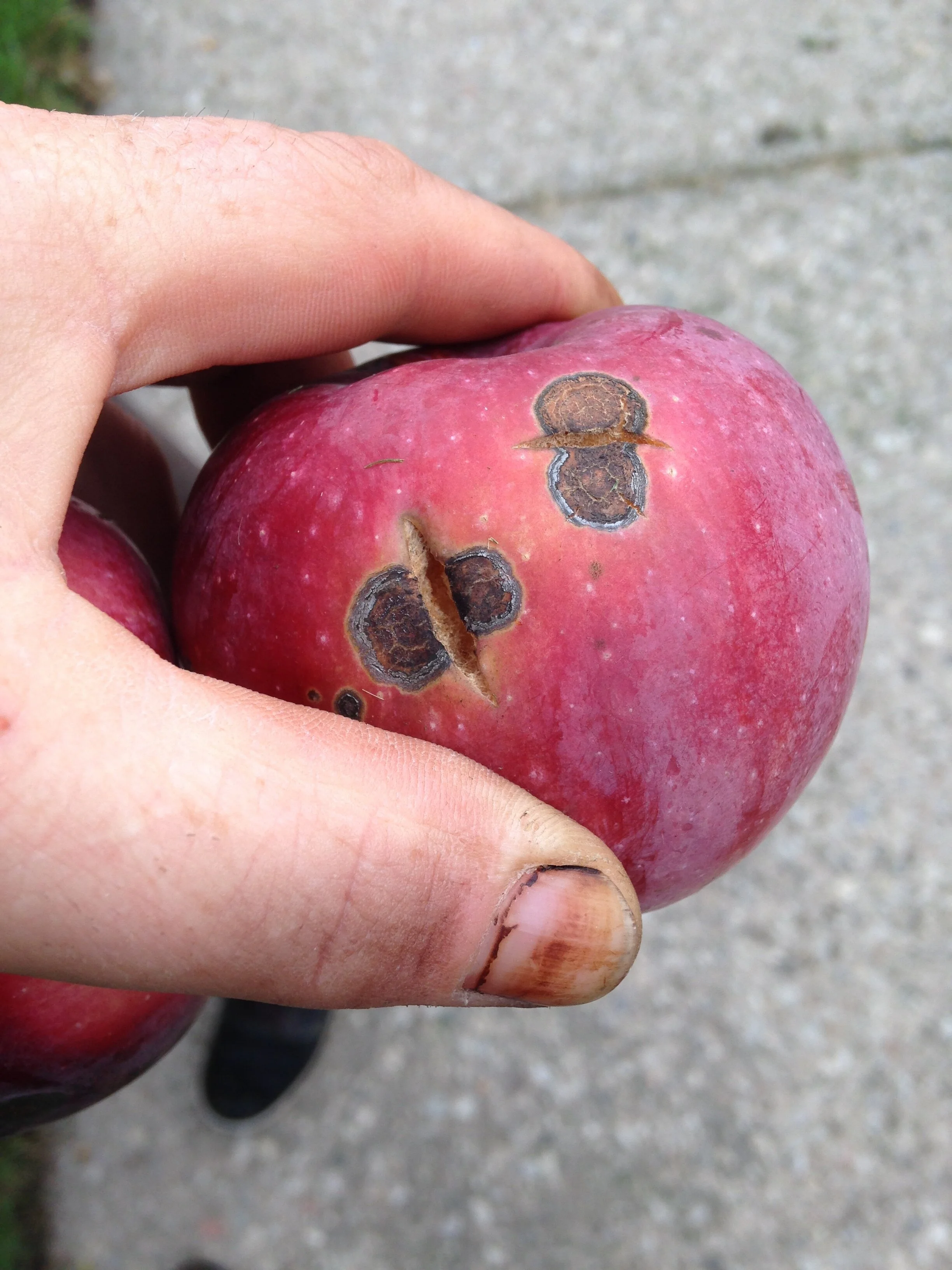 apple scab on hayes ave mac tree, 08.10.2021  (3).JPG