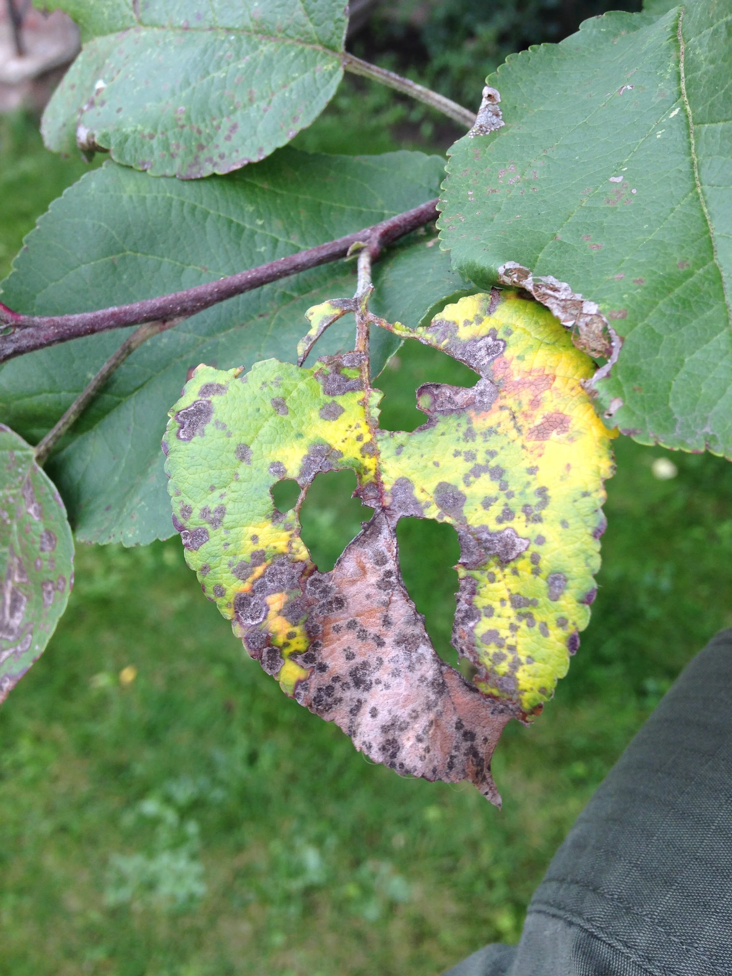The Season of Fungi pt. 3 — to know the land