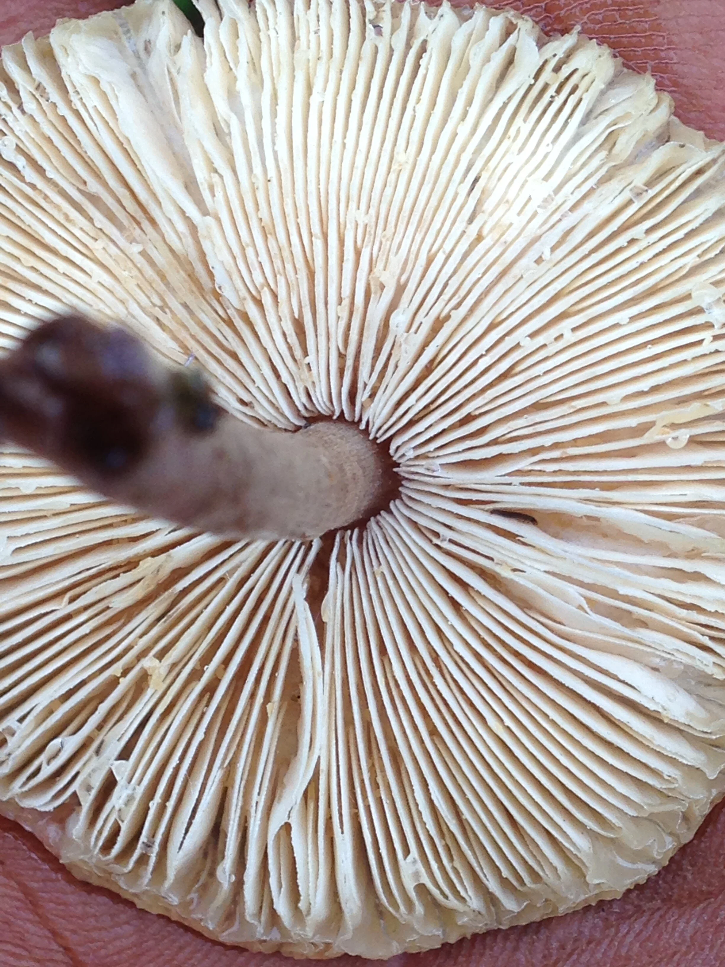 Lepiota spp., gos stone, 04.10.2021  (4).JPG