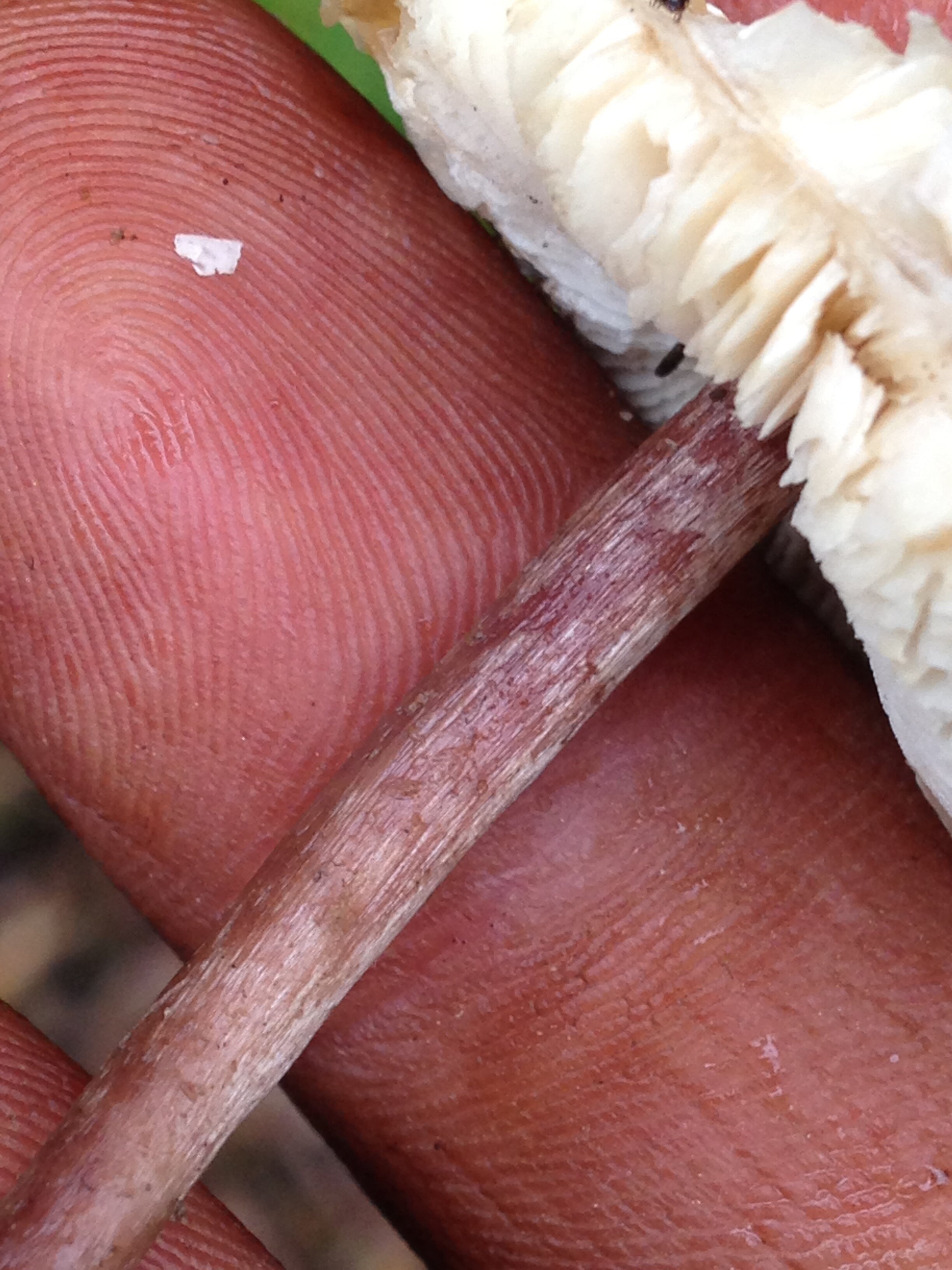 Lepiota spp., gos stone, 04.10.2021  (5).JPG