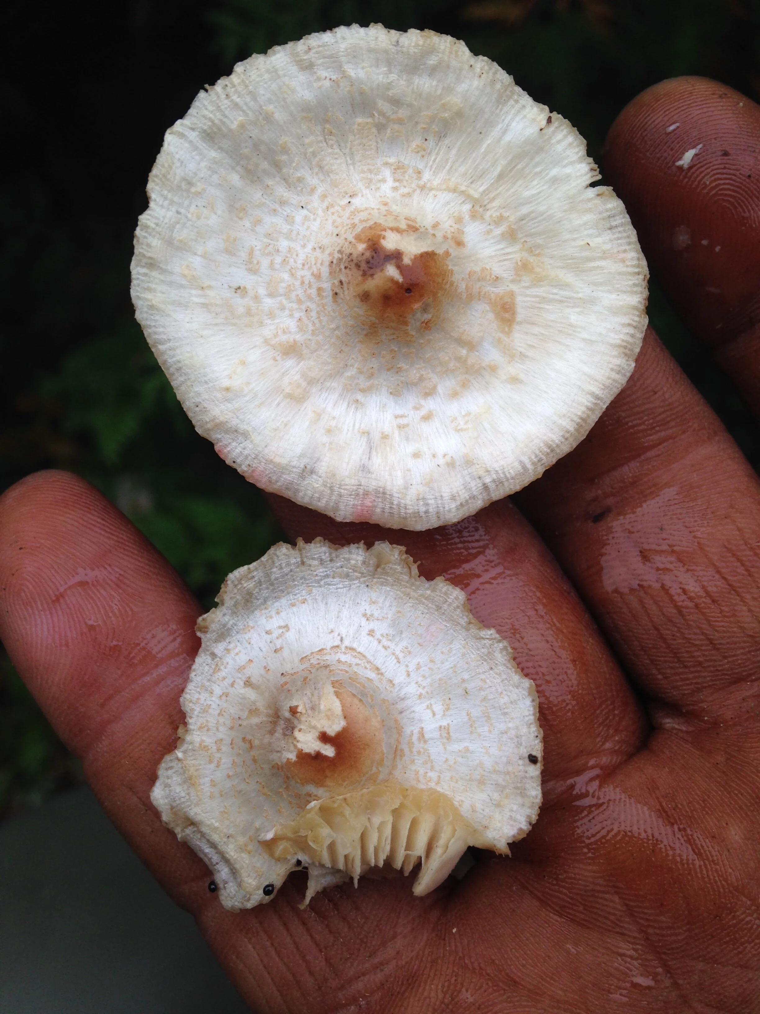 Lepiota spp., gos stone, 04.10.2021  (7).JPG
