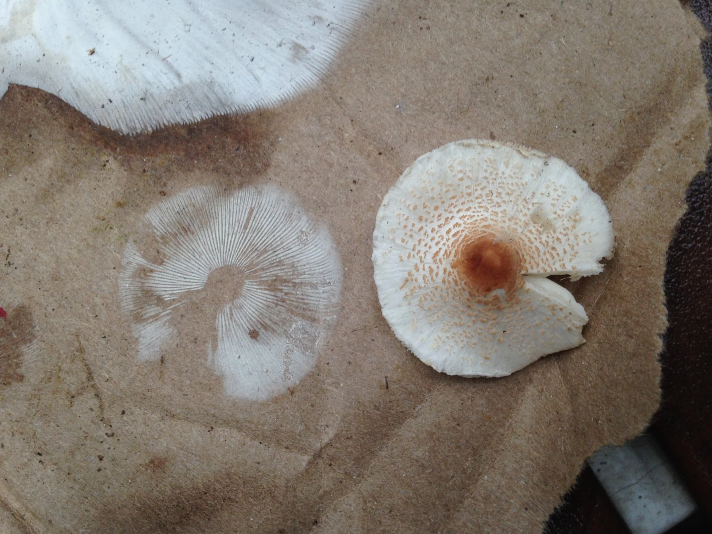 Lepiota spp., gos stone, 04.10.2021  (9).JPG