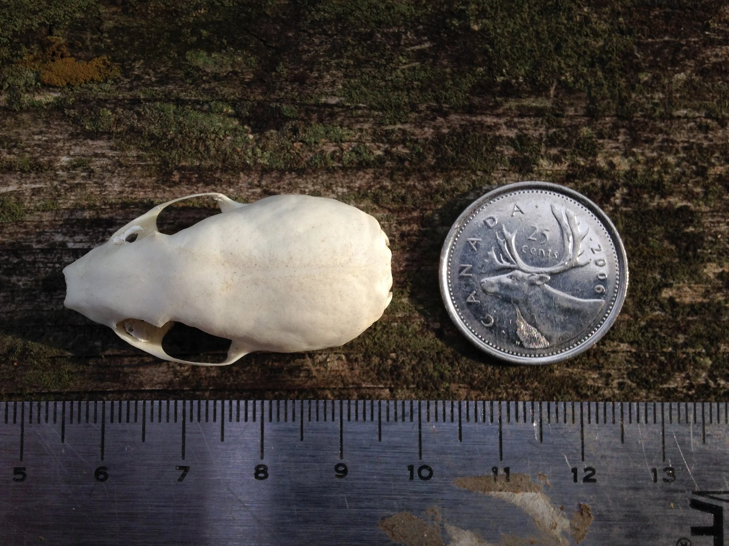 Weasel skull