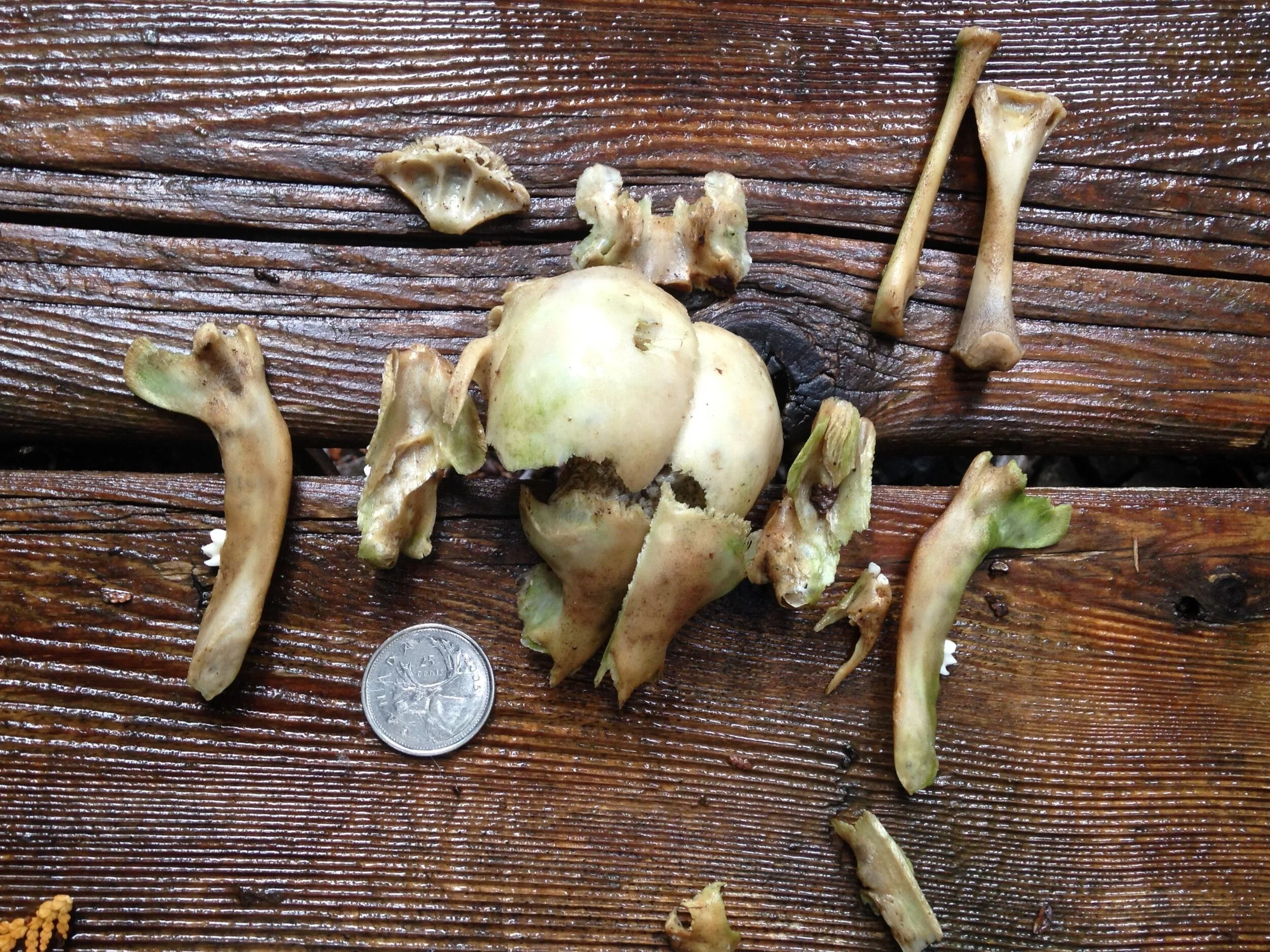 mystery skull pieces