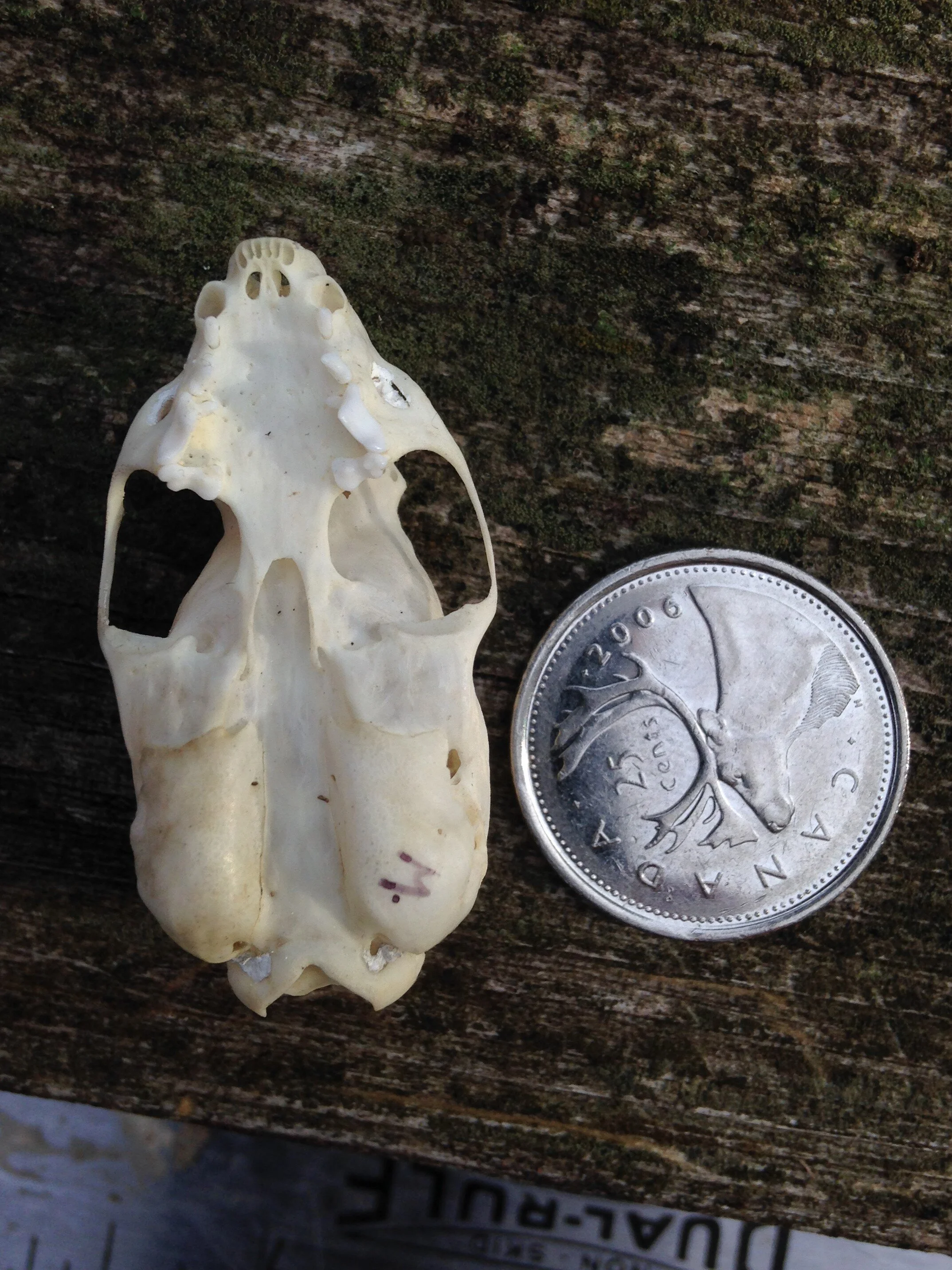 Weasel skull