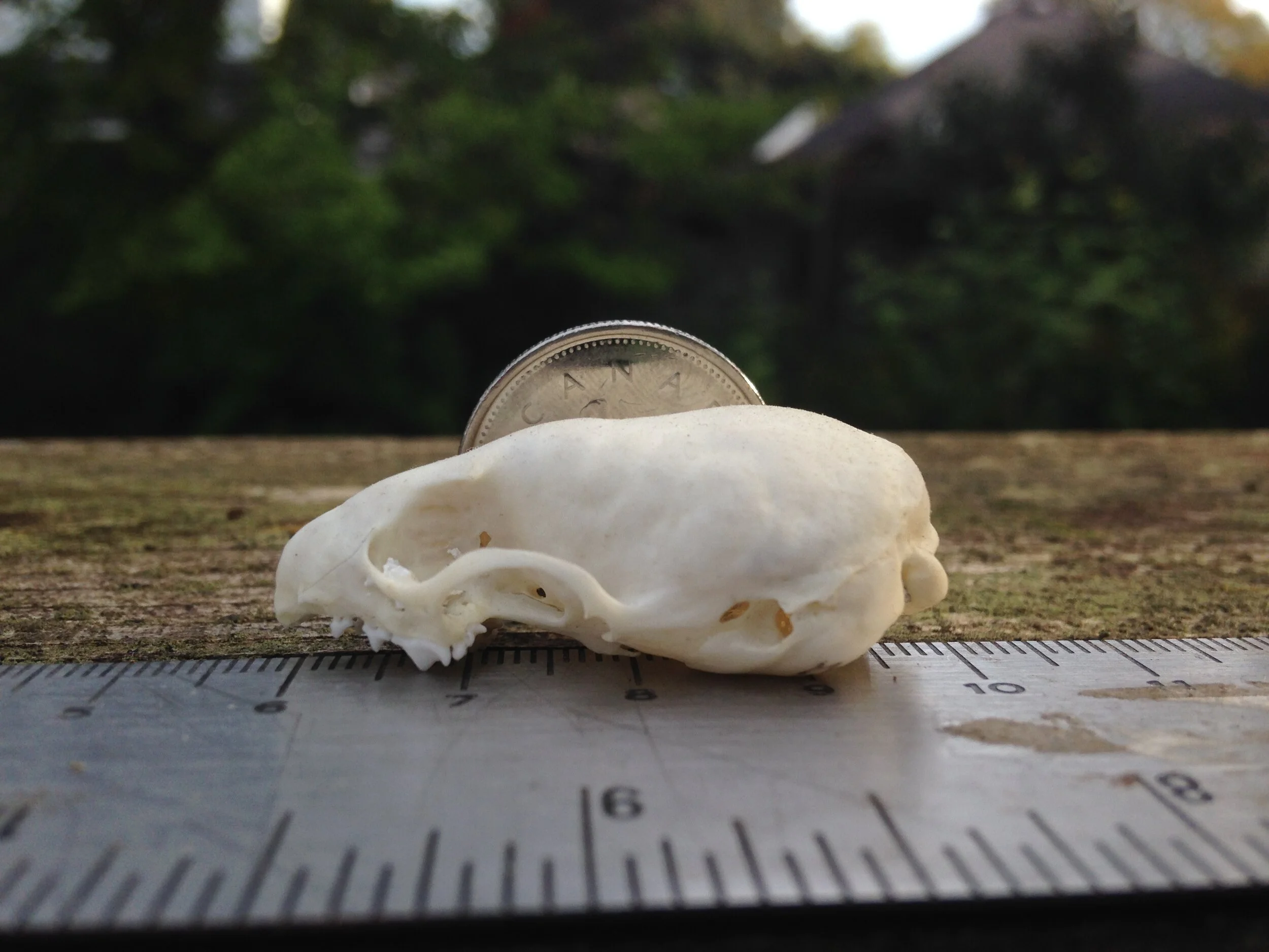 Weasel skull