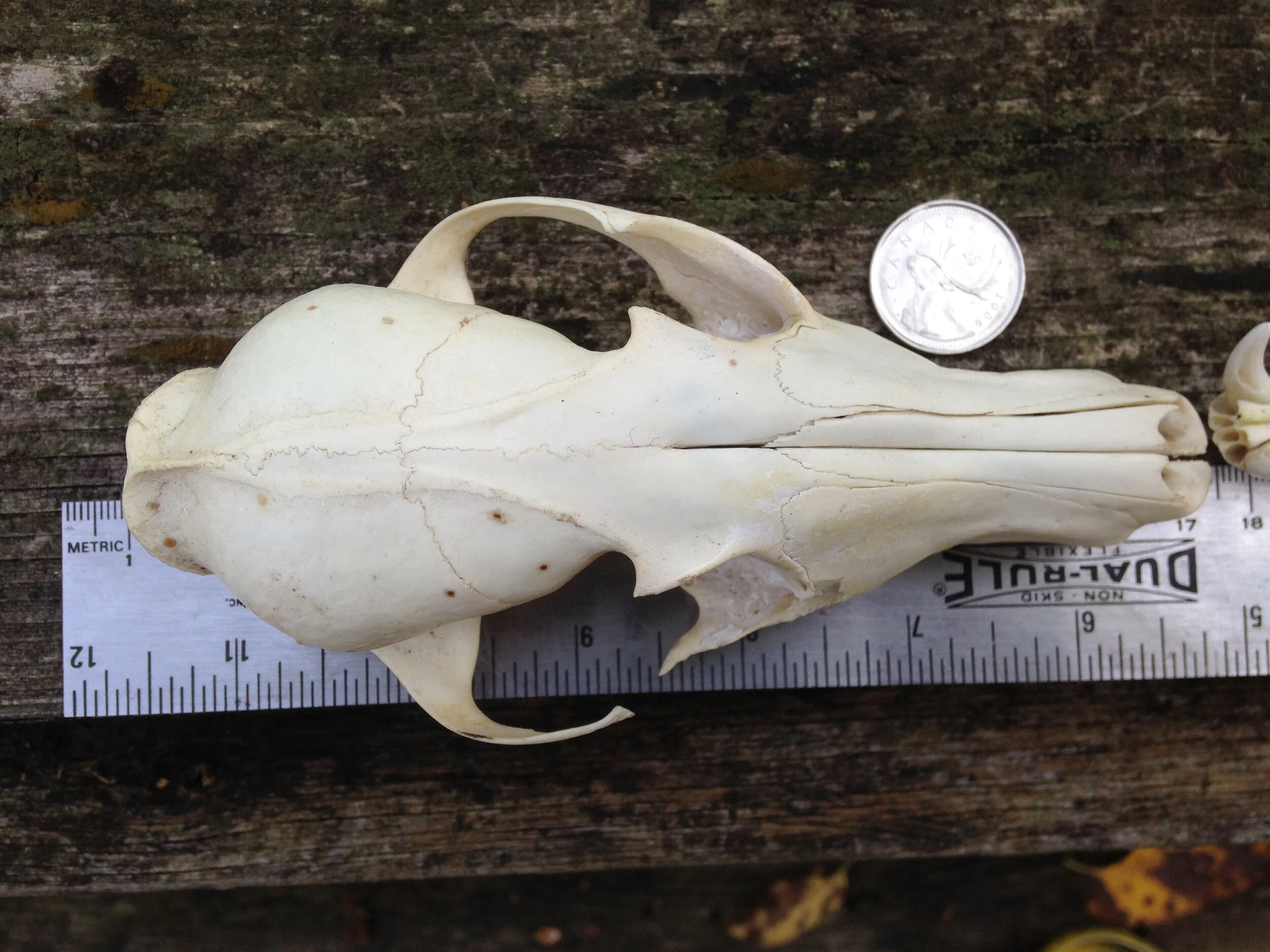 Red Fox Skull