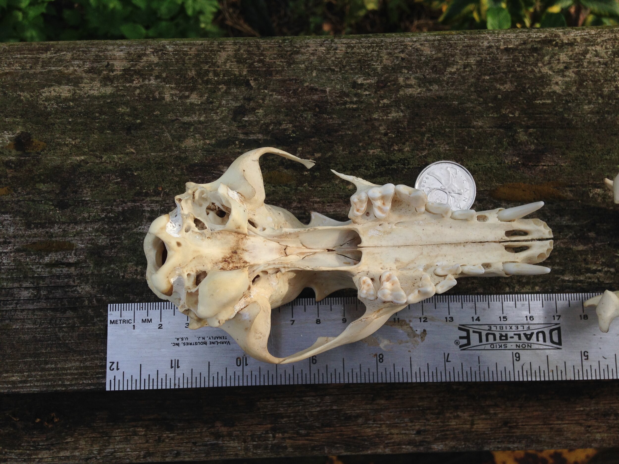 Red Fox Skull