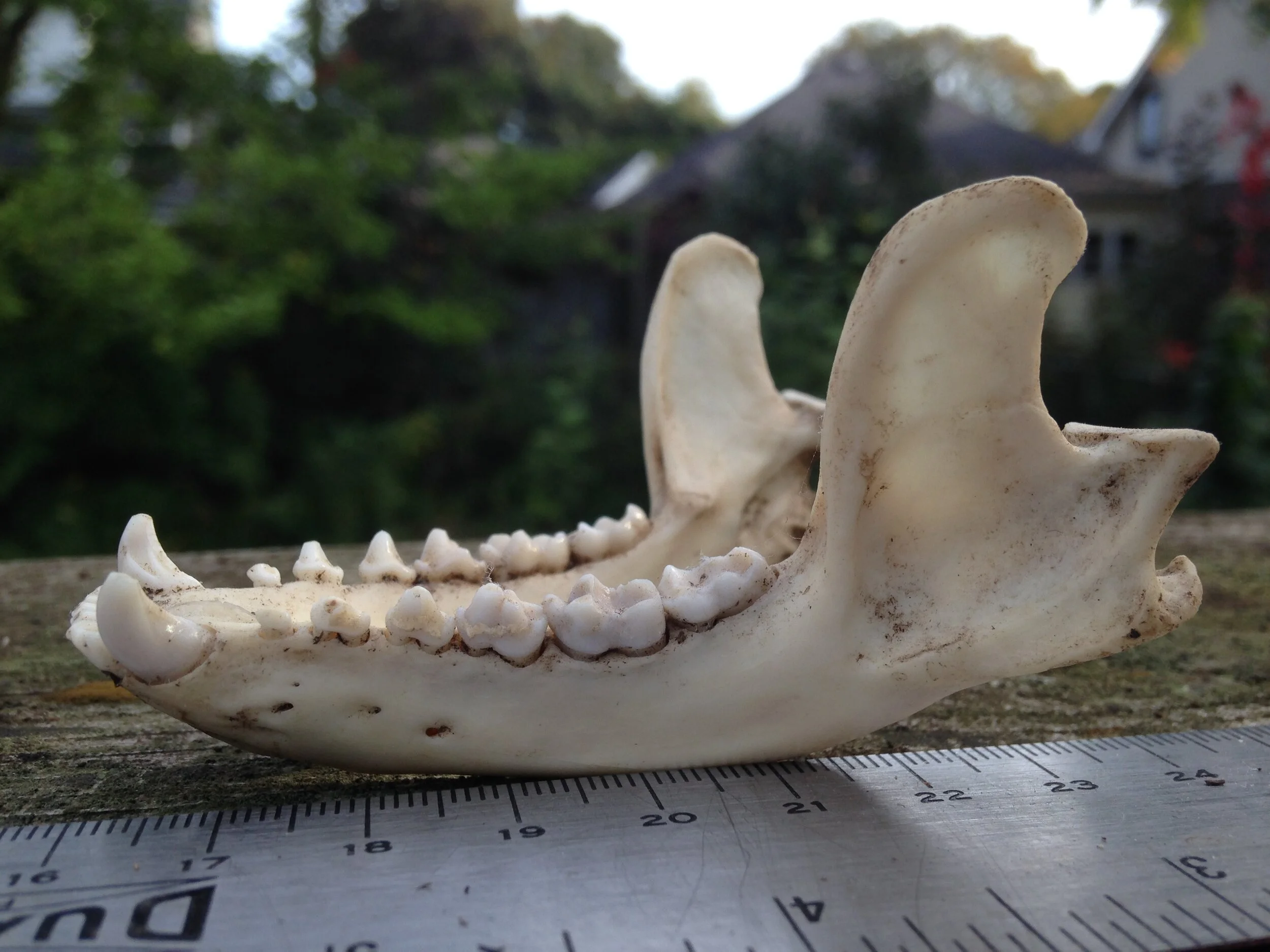 Raccoon mandible