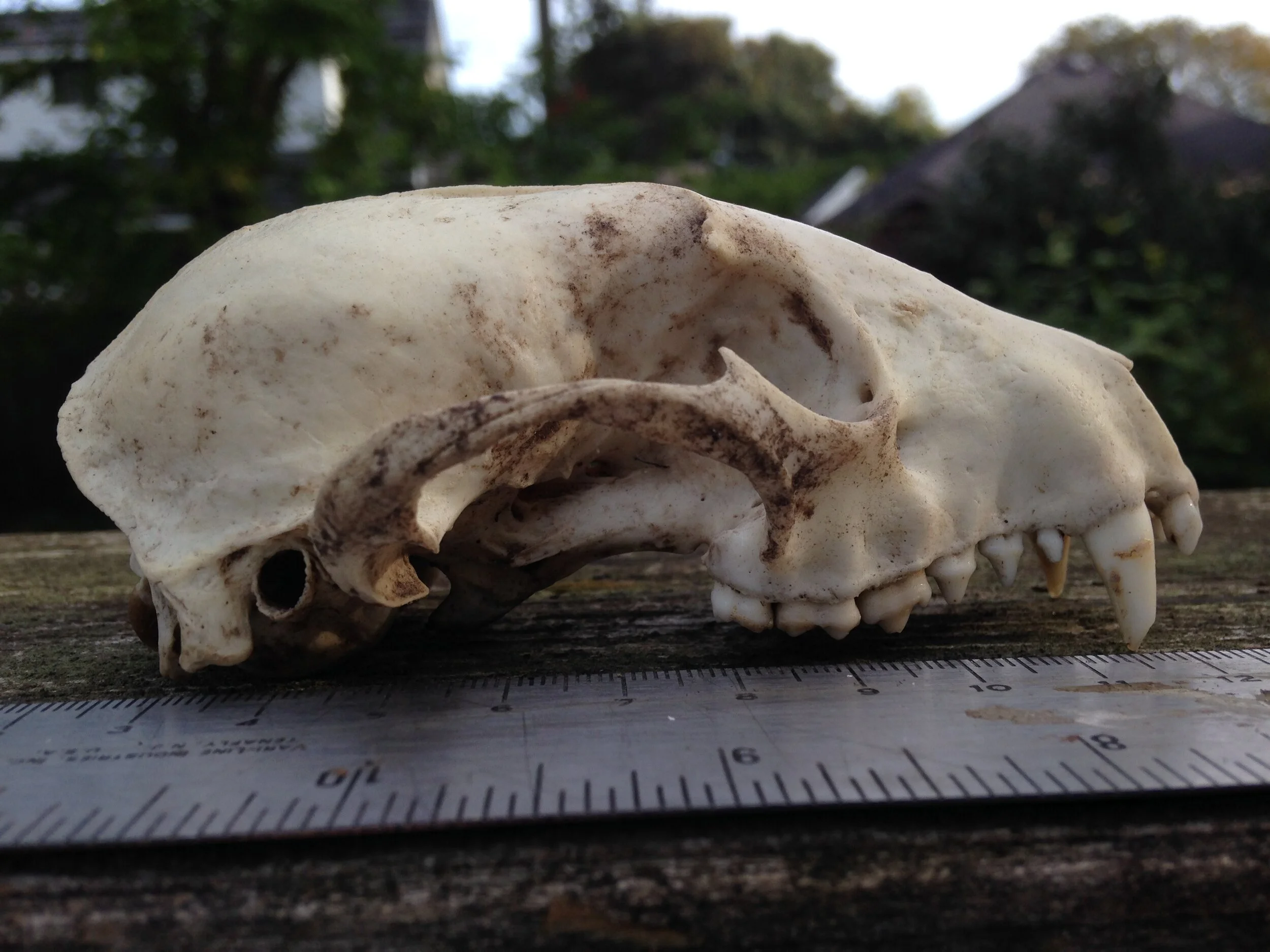 Raccoon skull